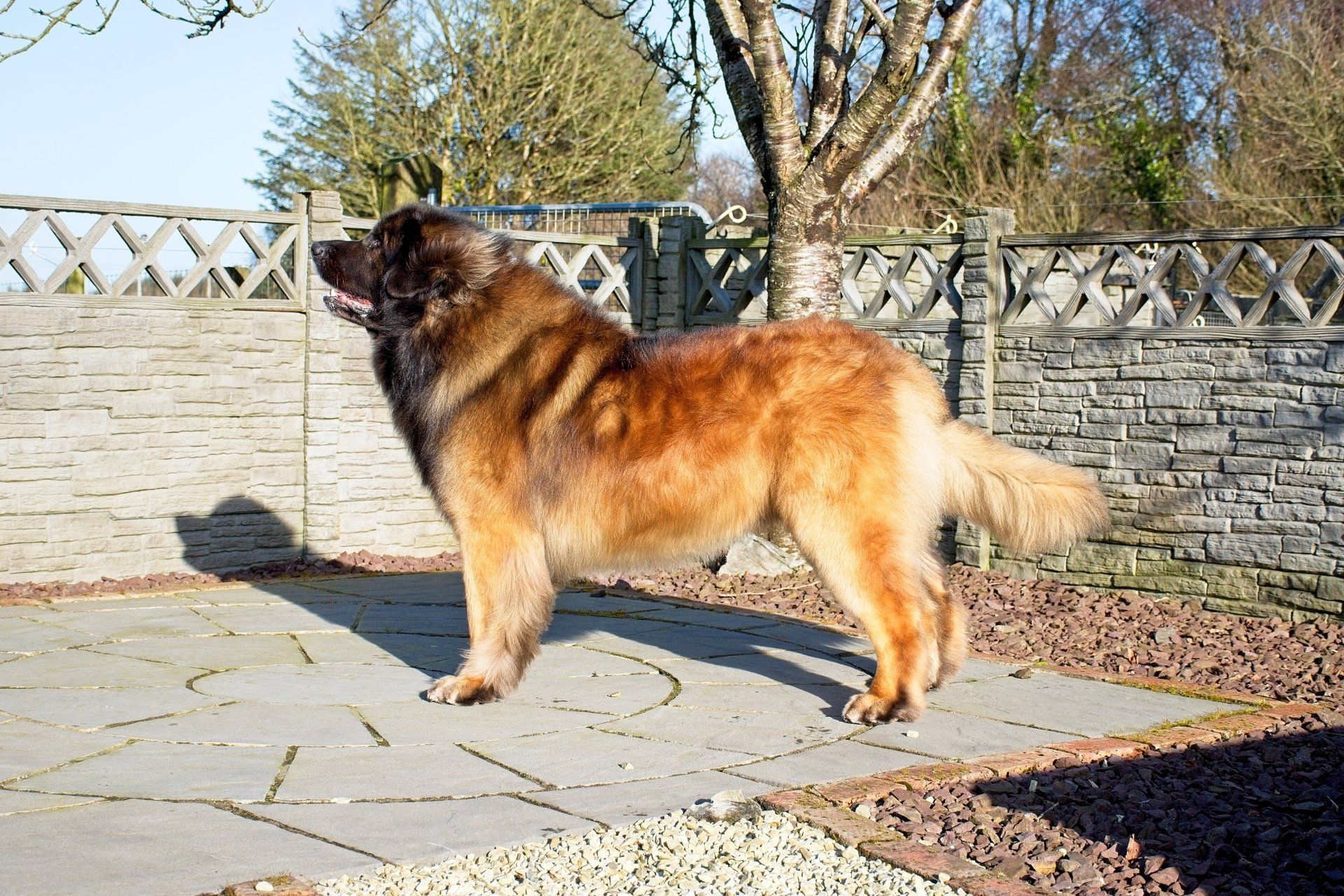 Large tan and black dog standing on a patio beside a brick wall in sunlight