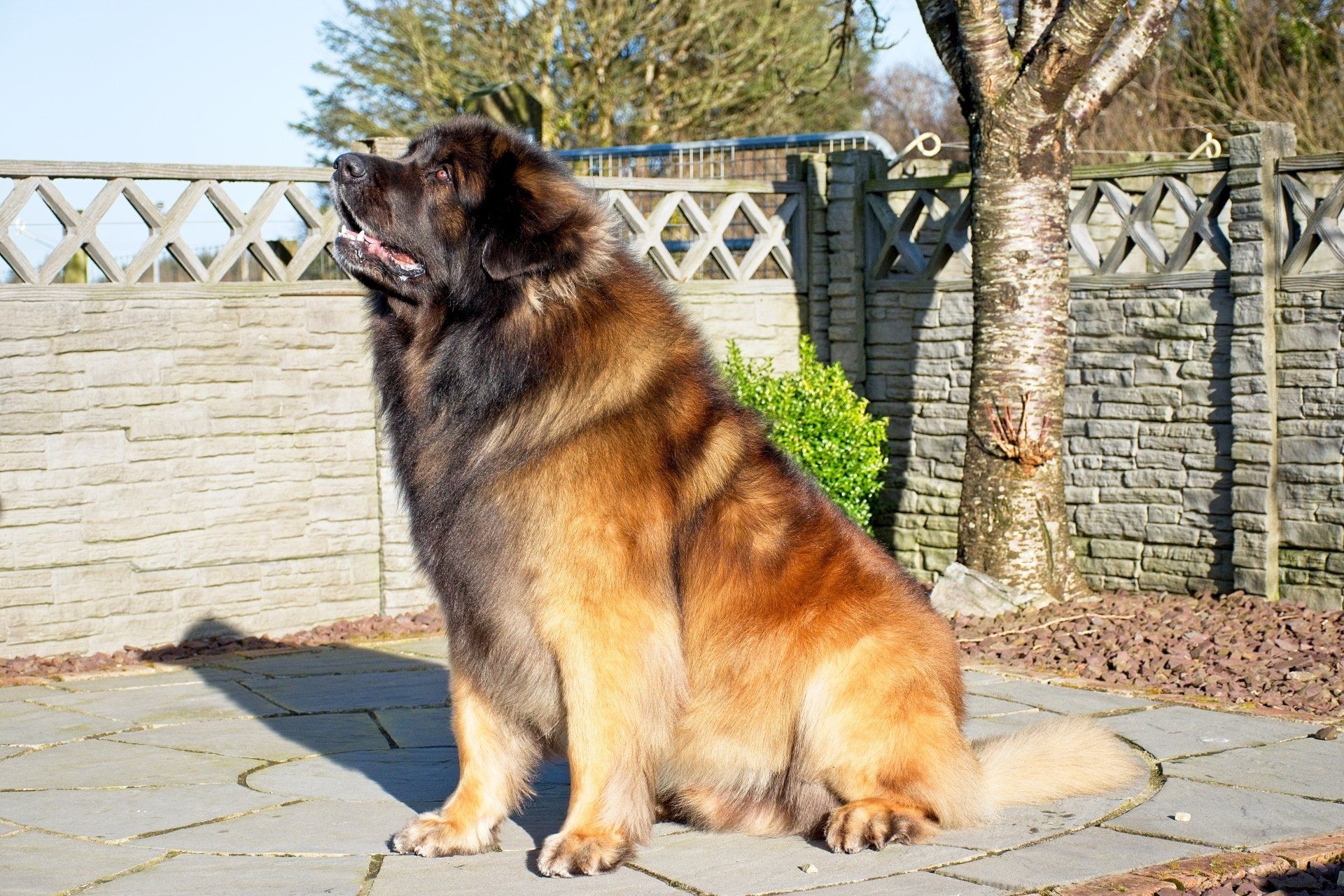 Large fluffy brown-and-black dog sitting on a patio in sunlight