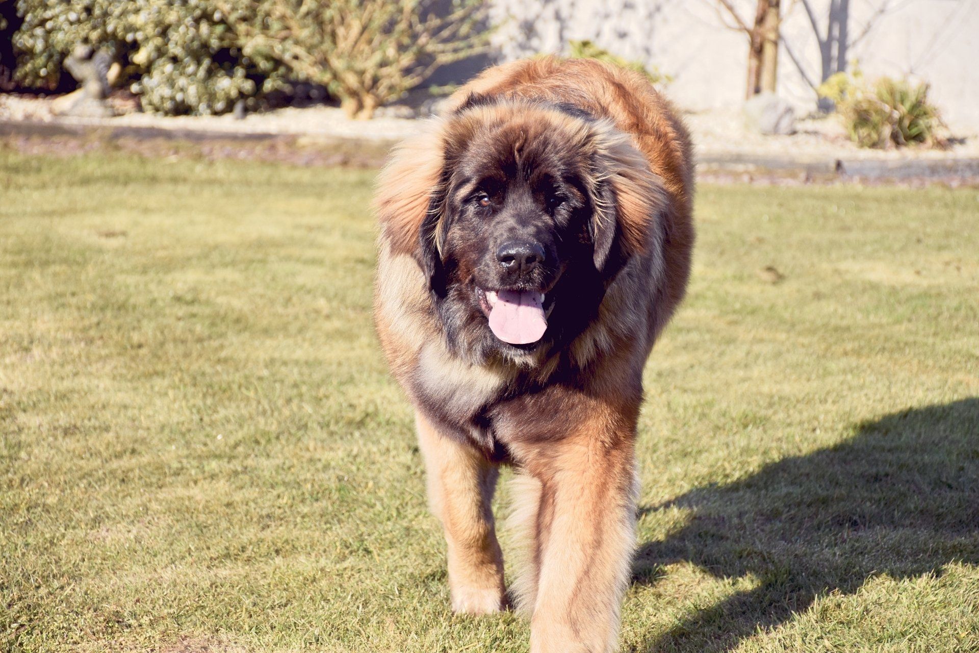 Large fluffy dog standing on grass, facing forward with tongue out in a sunny yard.