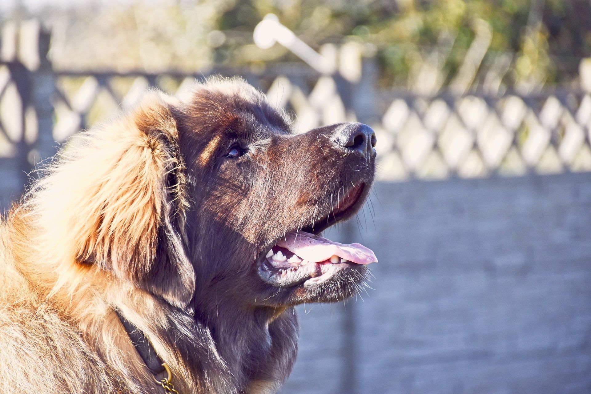 Brown dog panting in profile outdoors near a fence in bright sunlight