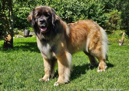 Large fluffy brown-and-black dog standing on grass in a sunny park, tongue out