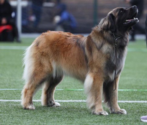 Large shaggy tan and gray dog standing on grass at a dog show, looking upward