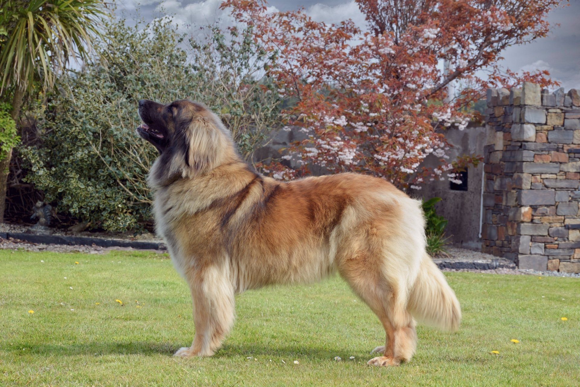 Large tan-and-black dog standing on grass in a park, with autumn trees and a stone wall behind it.