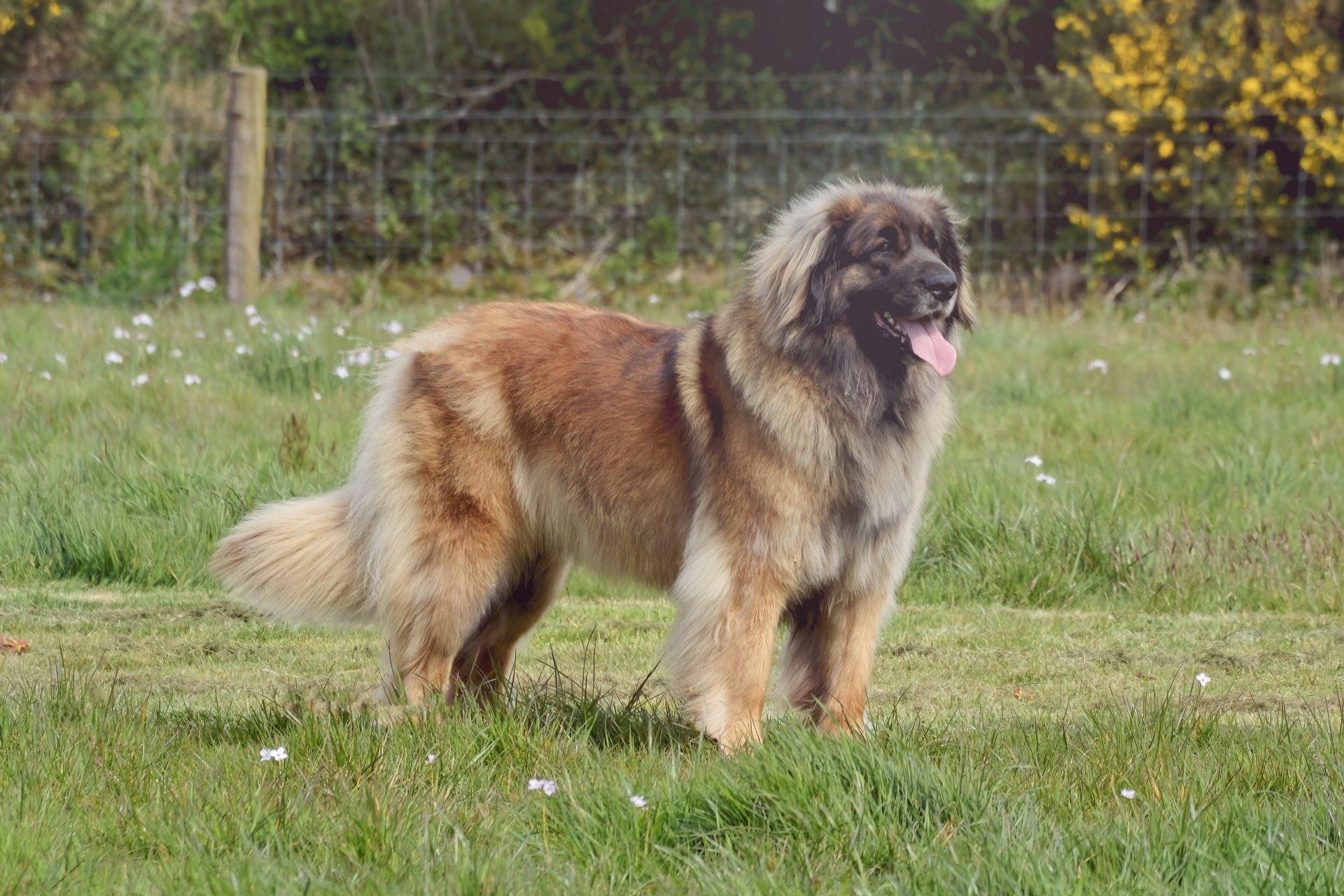 Large fluffy brown dog standing on grass with its tongue out outdoors