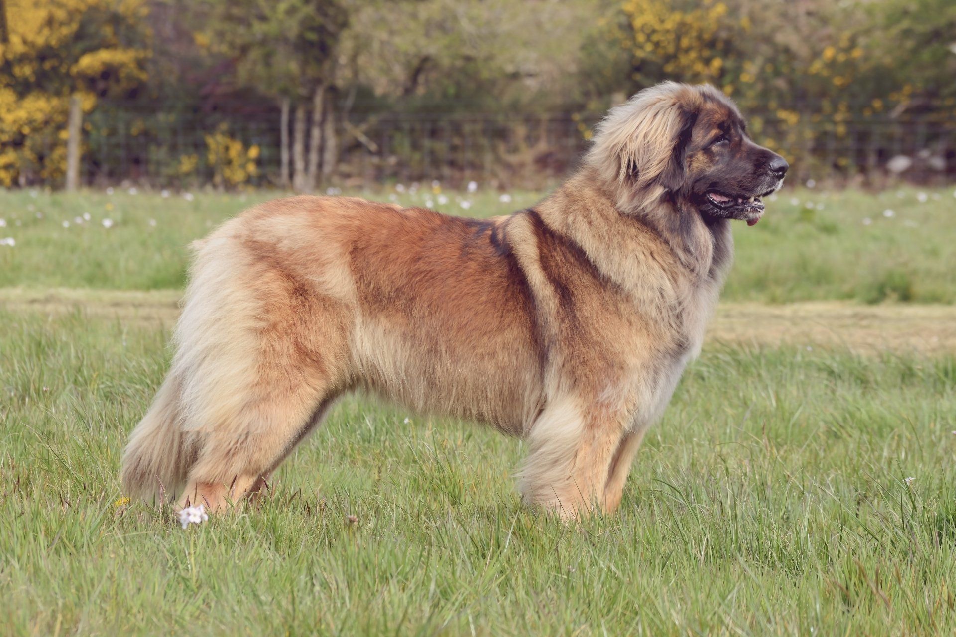 Large tan dog standing in a grassy field, facing right.