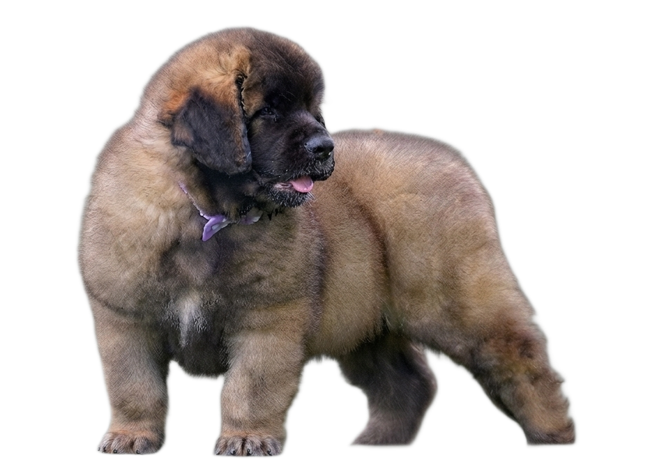 Long-haired brown dog standing in profile on a white background