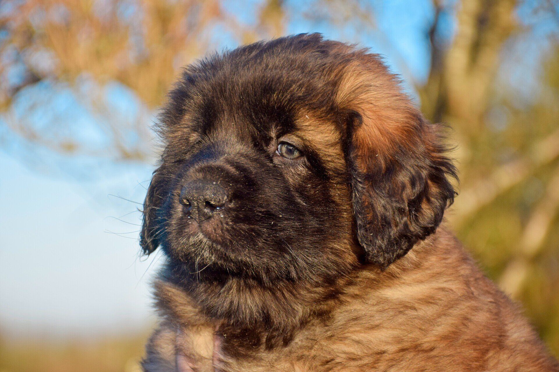 Hillhavenleonbergers leonbergers