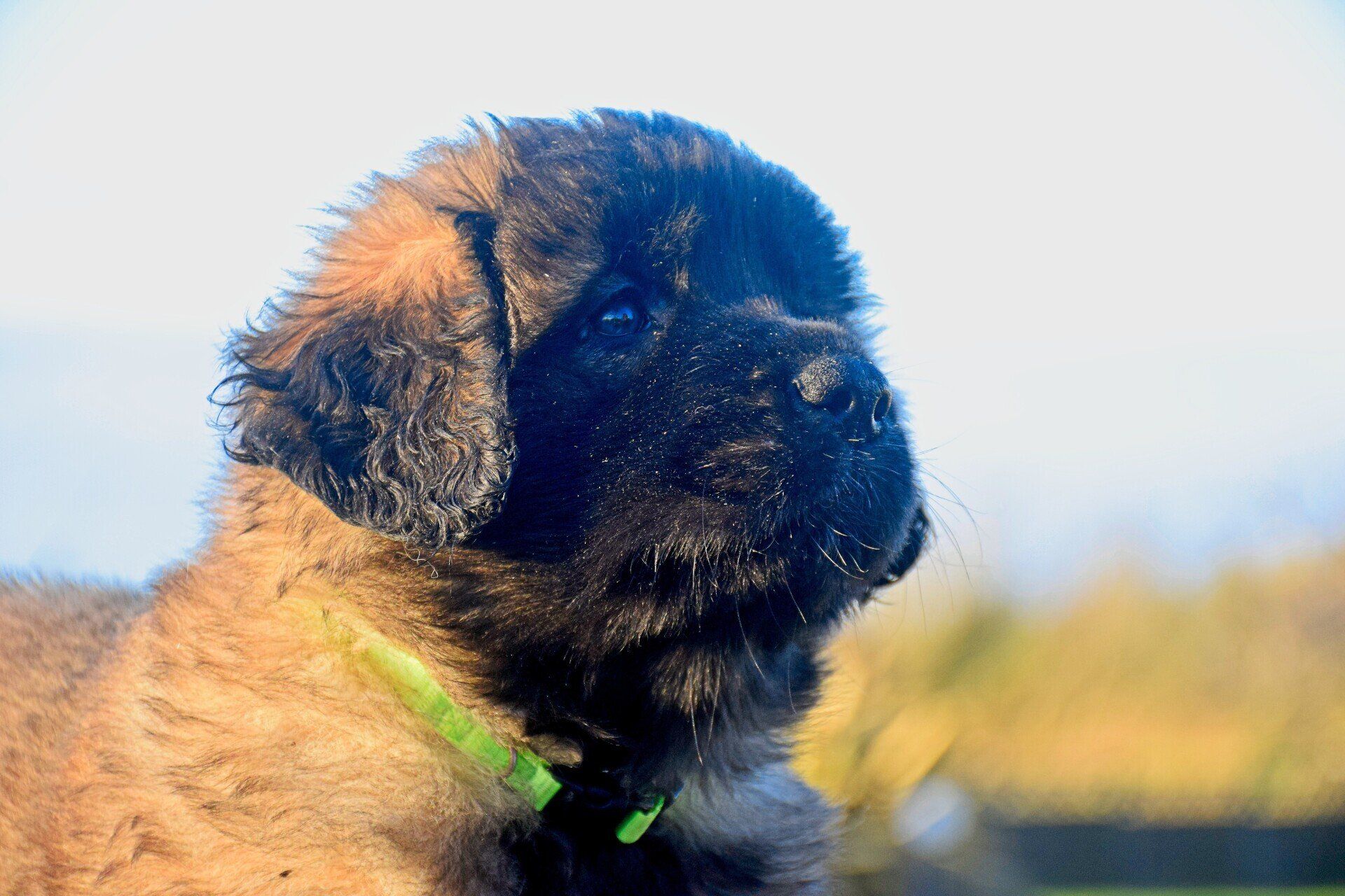 Hillhavenleonbergers leonbergers