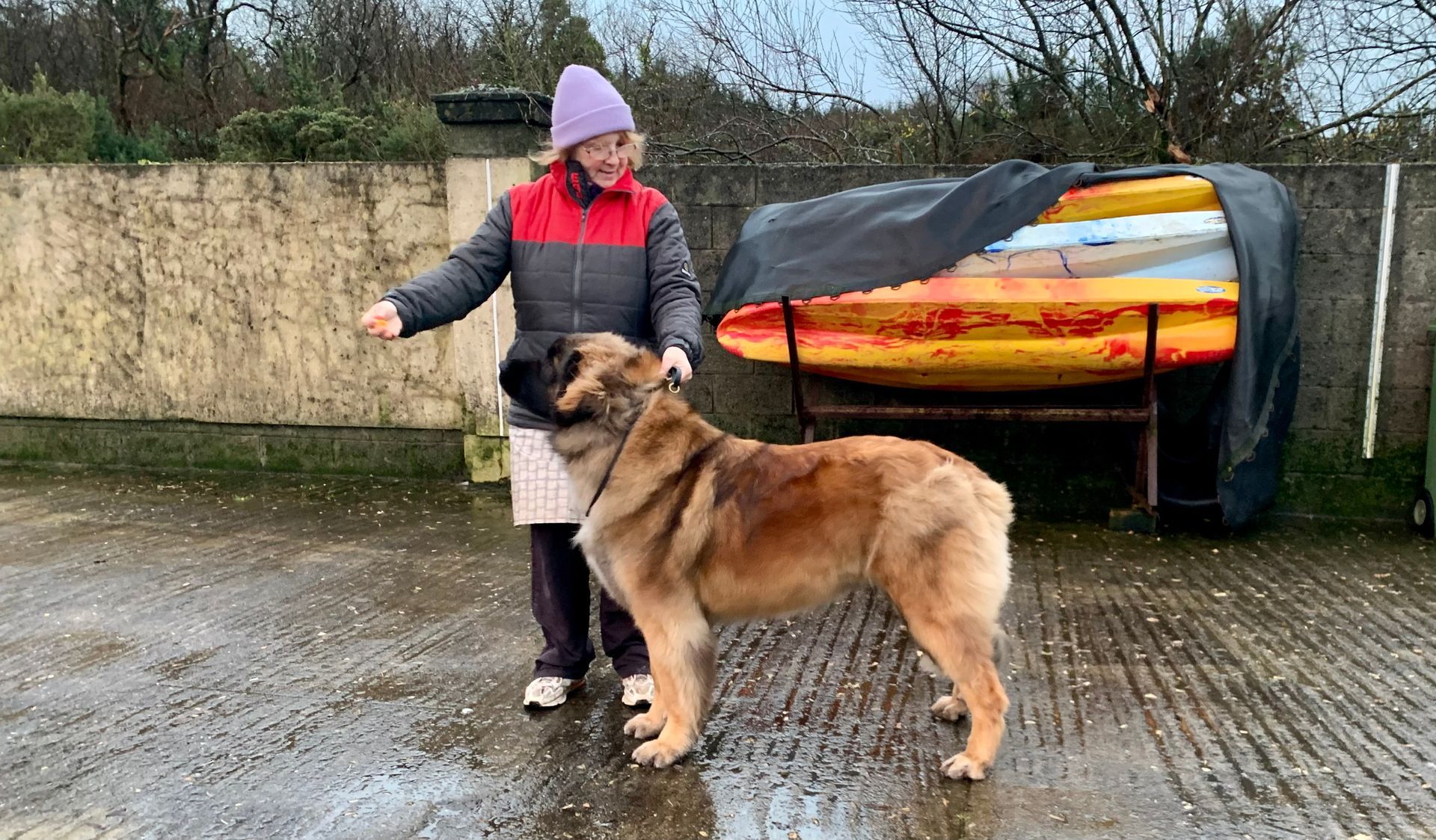 Hillhavenleonbergers leonbergers