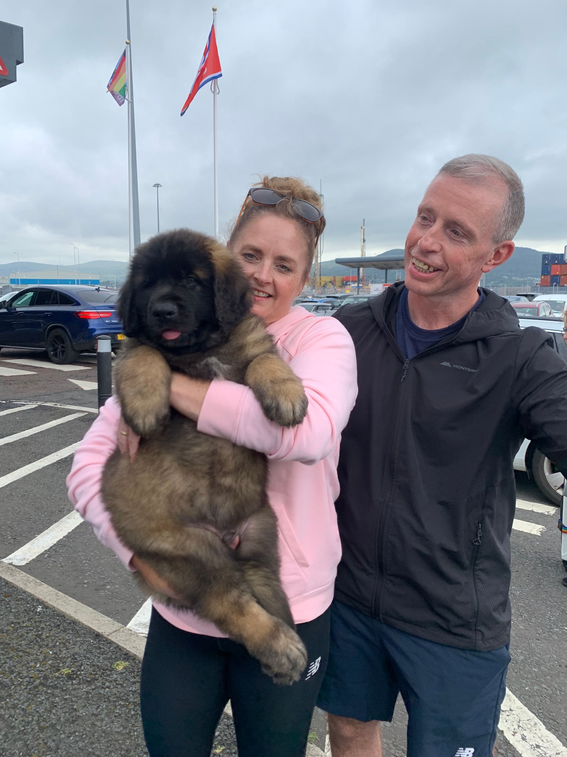 Hillhavenleonbergers leonbergers