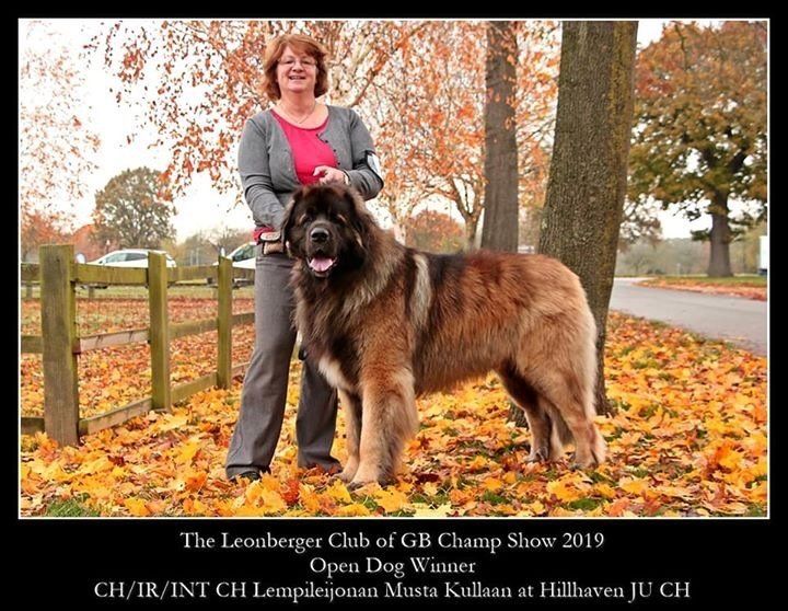 Hillhavenleonbergers leonbergers