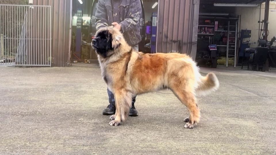 Hillhavenleonbergers leonbergers
