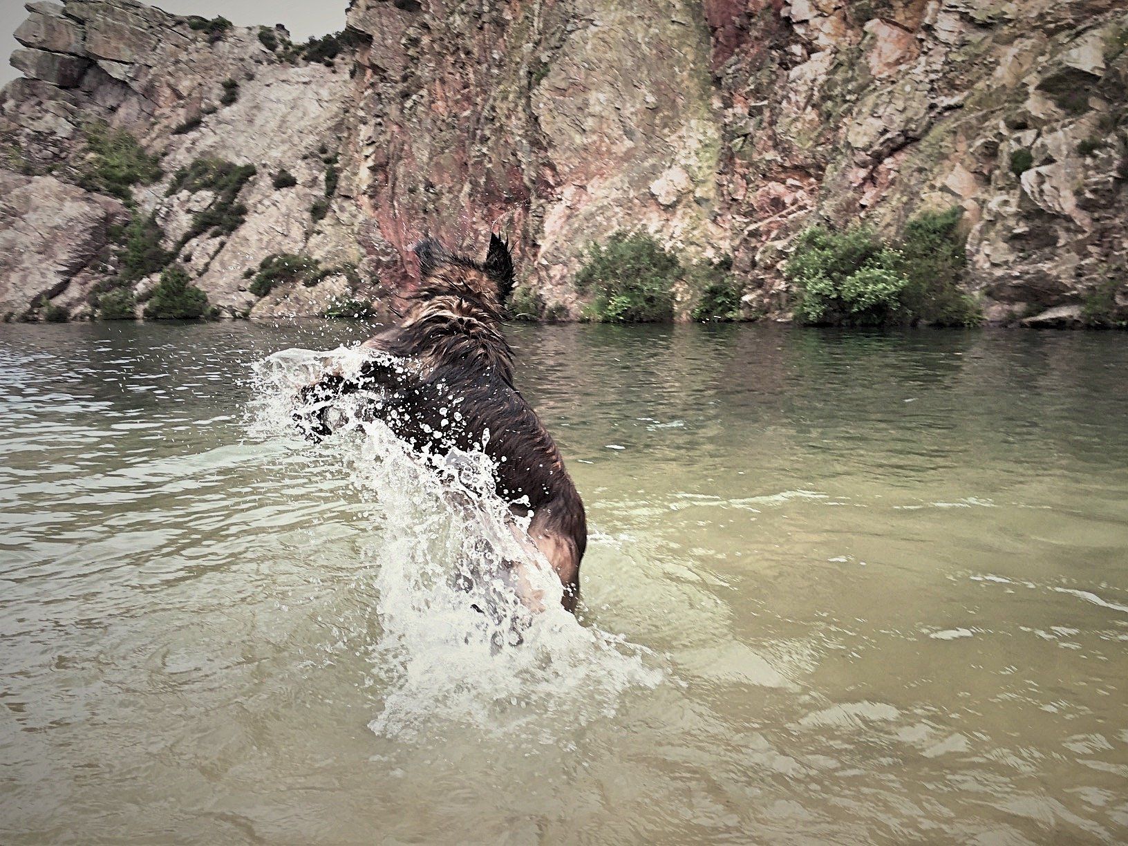 Hillhavenleonbergers leonbergers