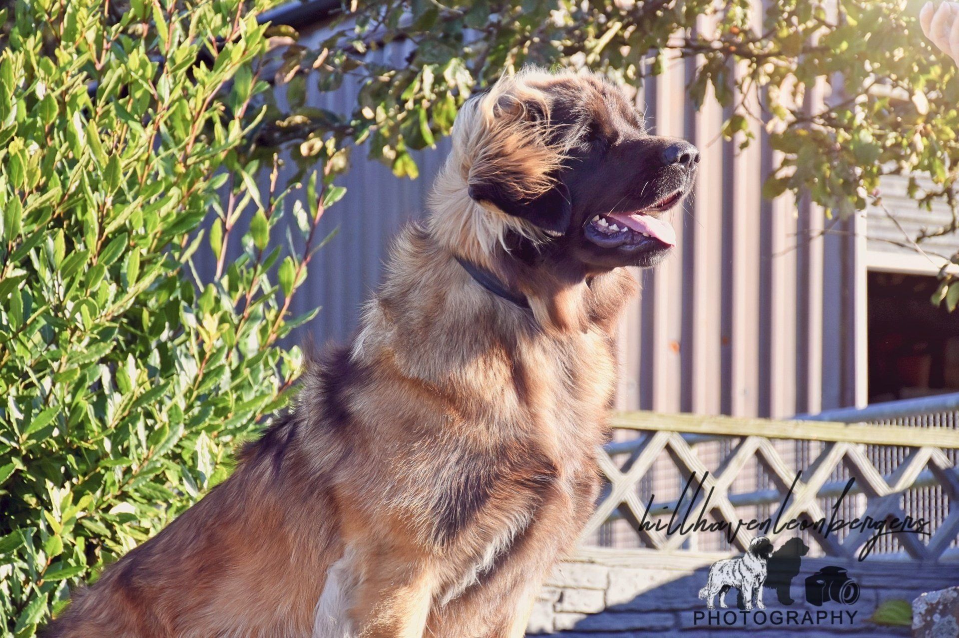 Brown dog sitting outdoors in sunlight with mouth open, framed by green foliage and a fence.