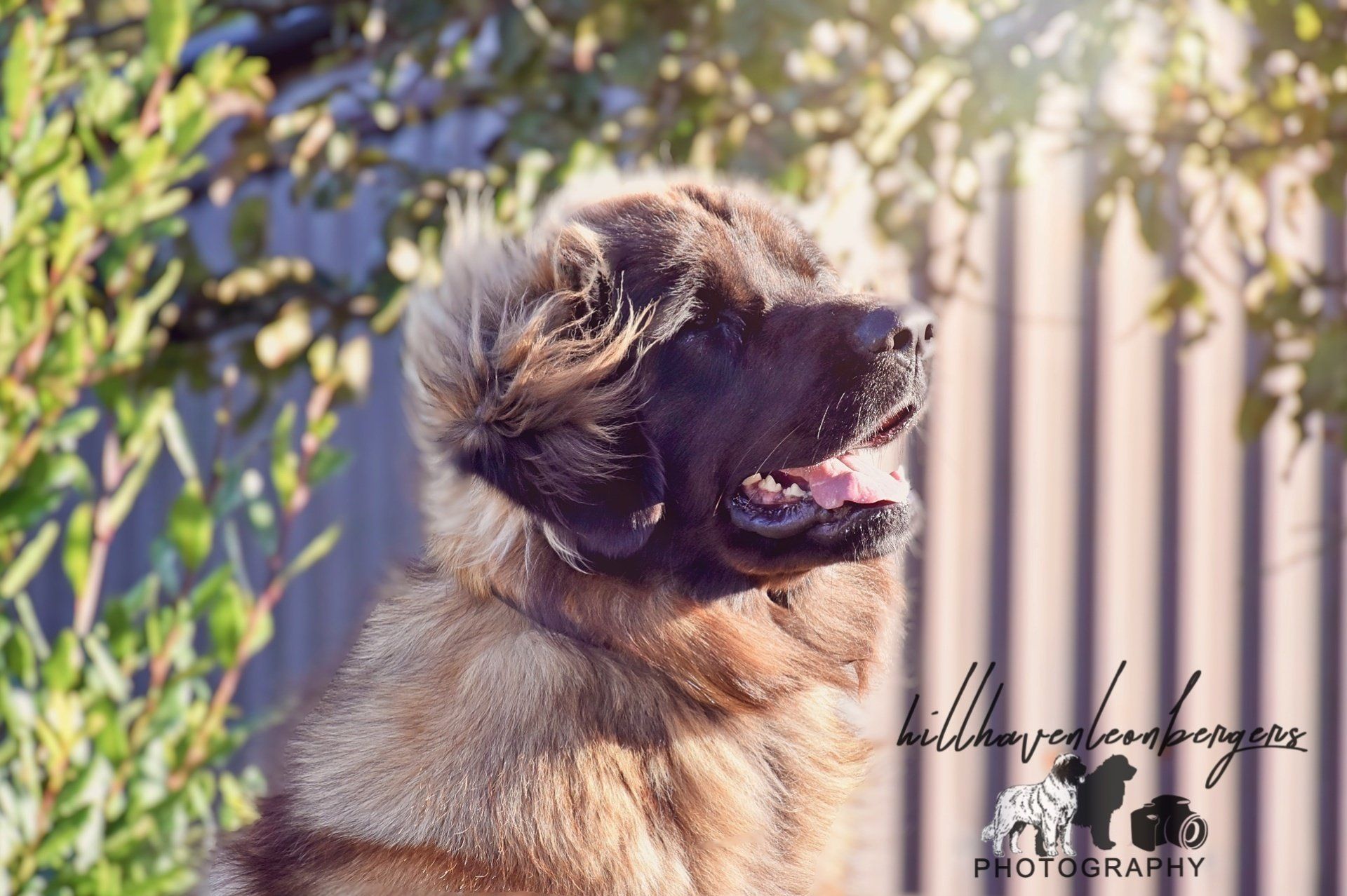 Fluffy brown puppy with tongue out, sitting outdoors beside green leaves and a fence in sunlight