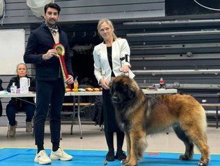Man with ribbon and woman stand beside a large dog at a dog show table indoors