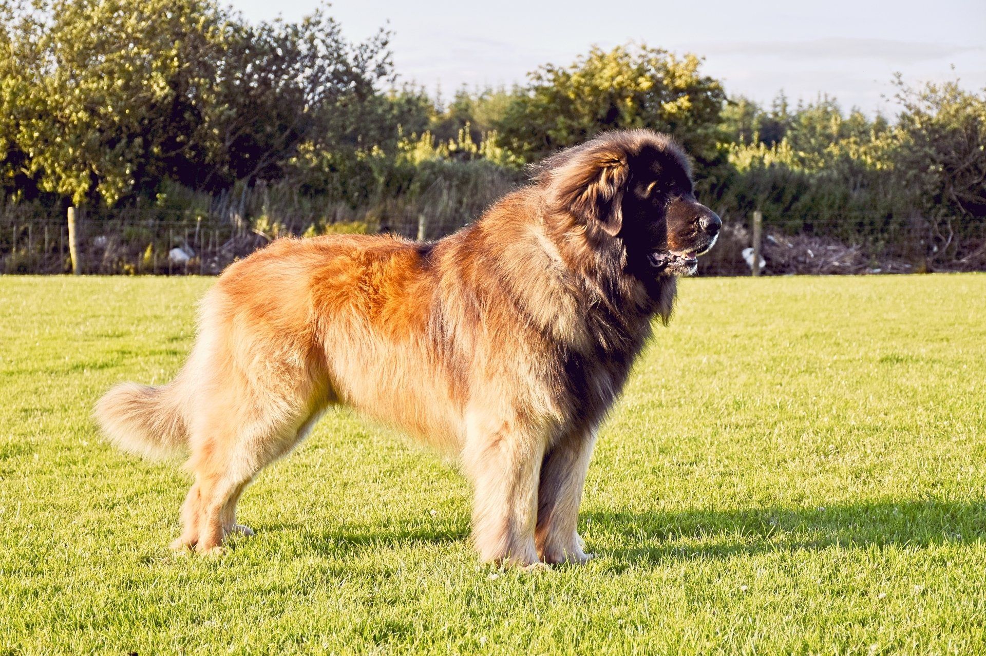 Large fluffy dog standing on grass in a sunny field with trees in the background