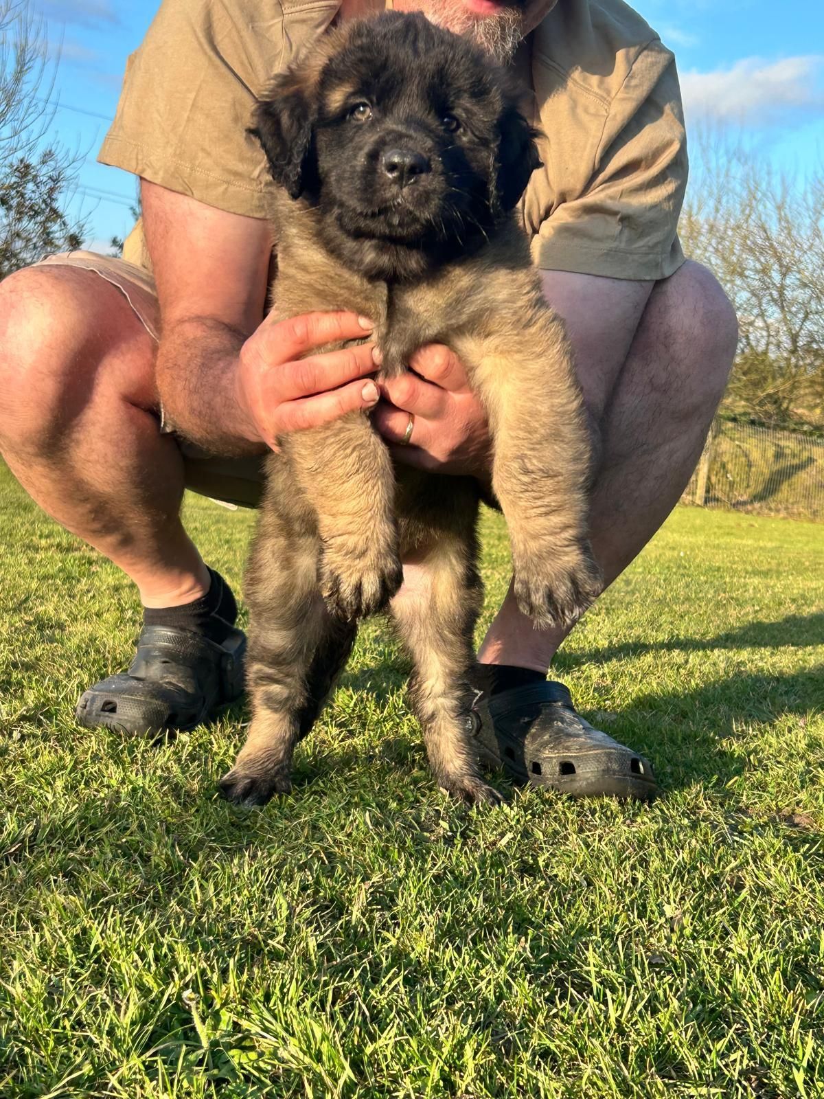 Person crouching and holding a fluffy black-and-tan puppy on grass in sunlight