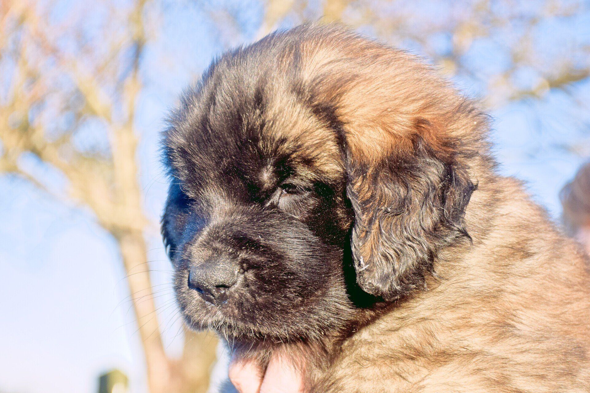 Hillhavenleonbergers leonbergers