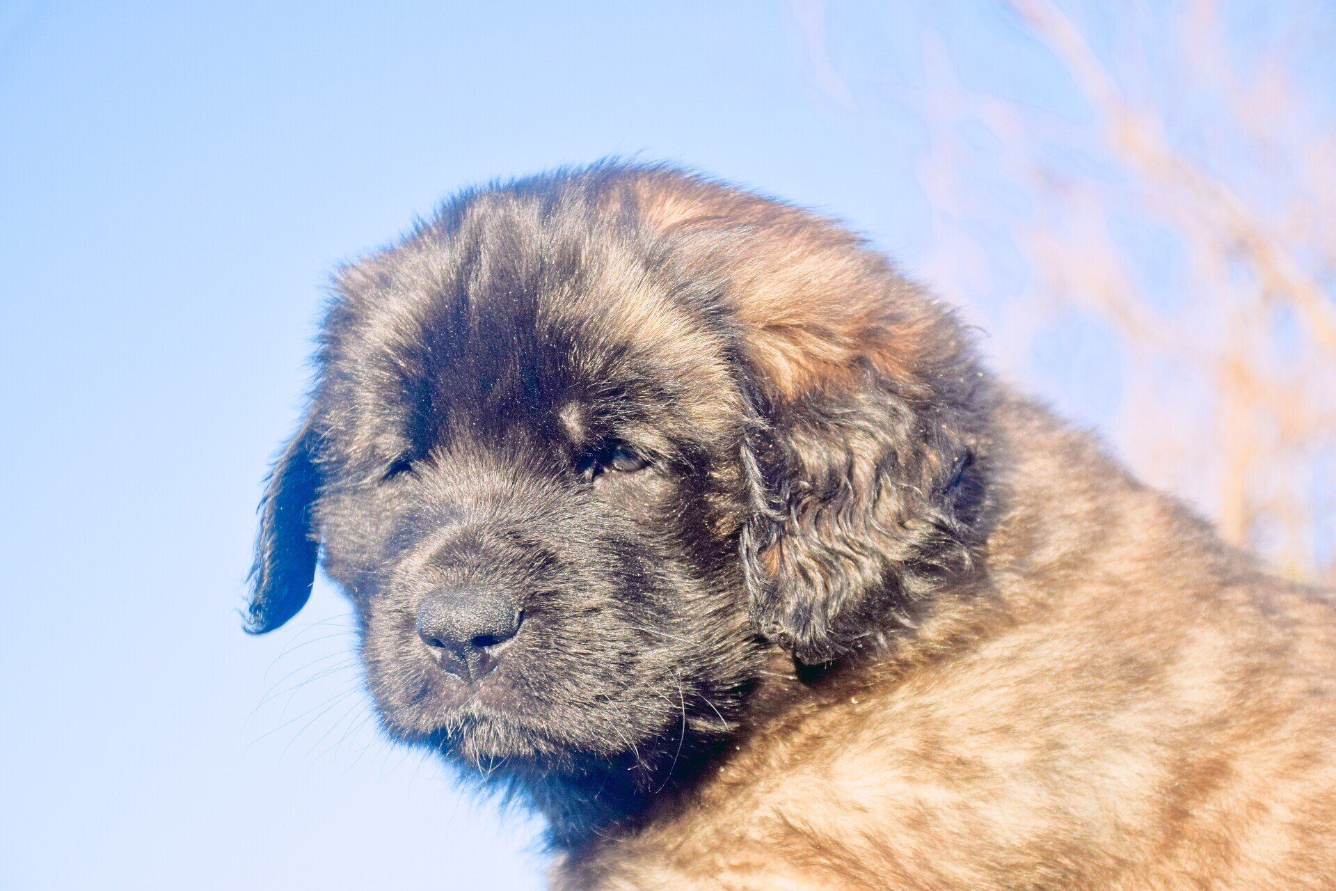 Hillhavenleonbergers leonbergers