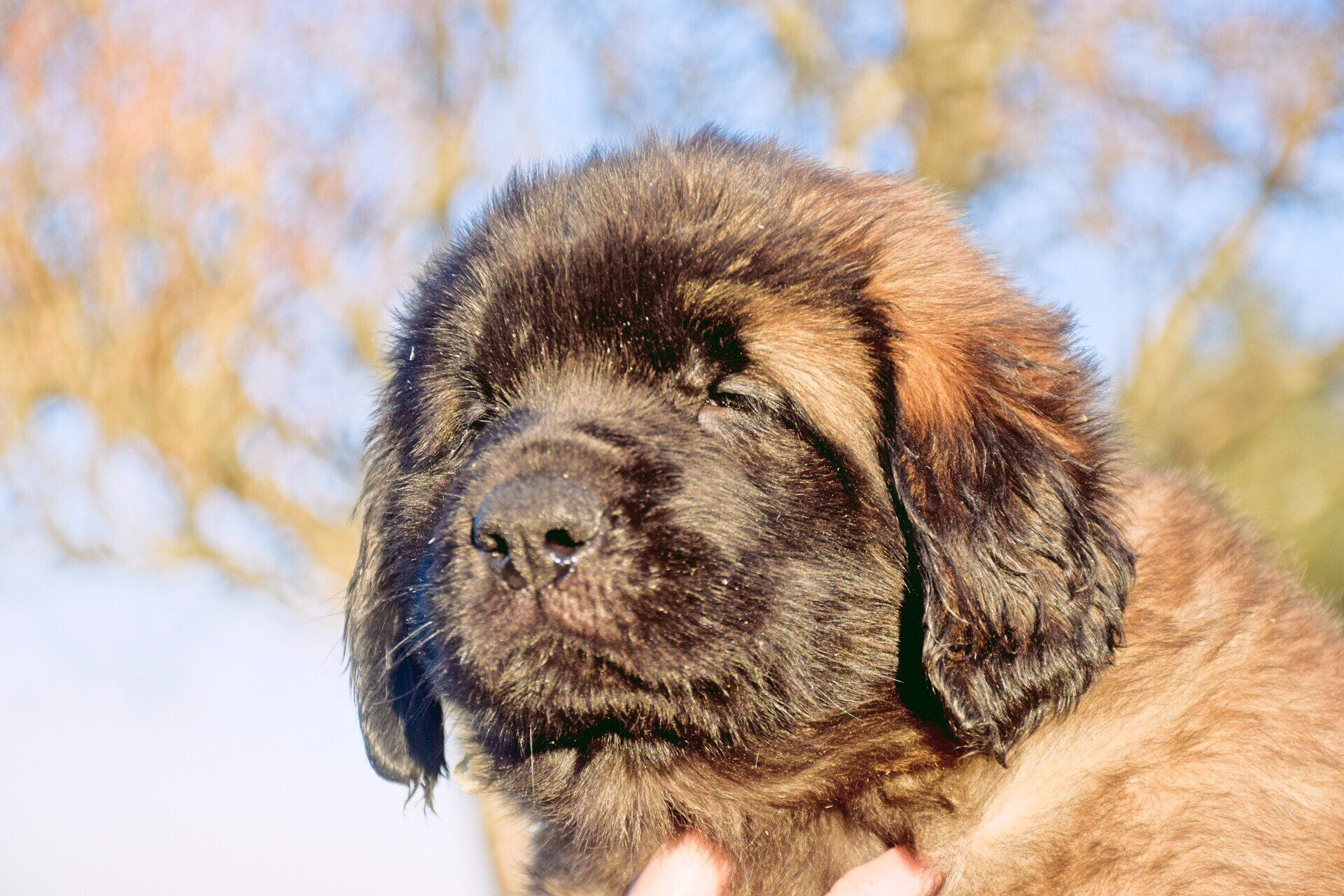Hillhavenleonbergers leonbergers
