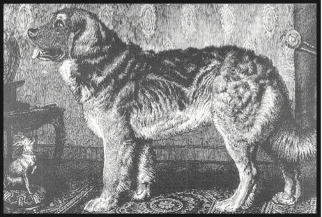 A fluffy dog standing in profile on a rug, looking left in a vintage black-and-white scene