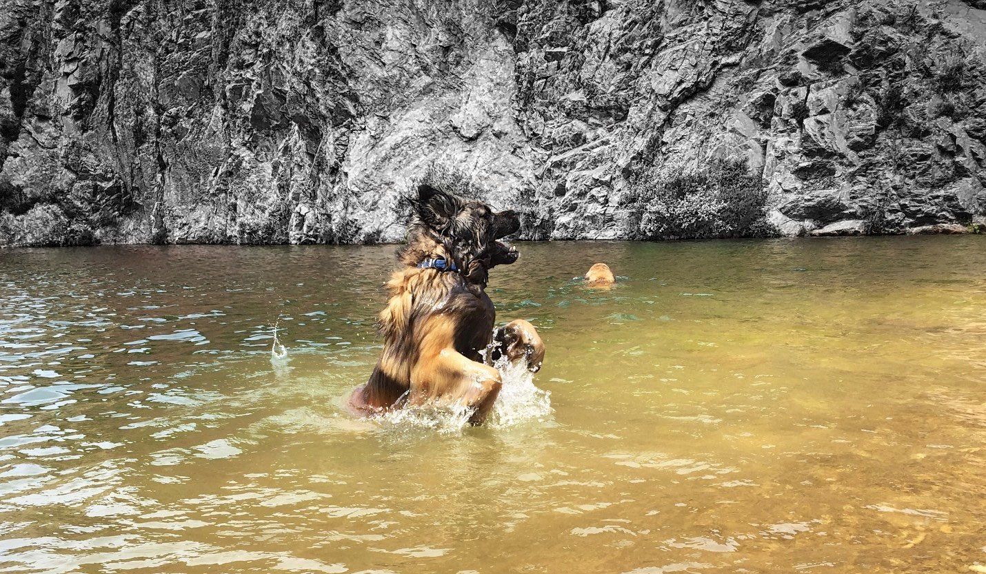 Hillhavenleonbergers leonbergers