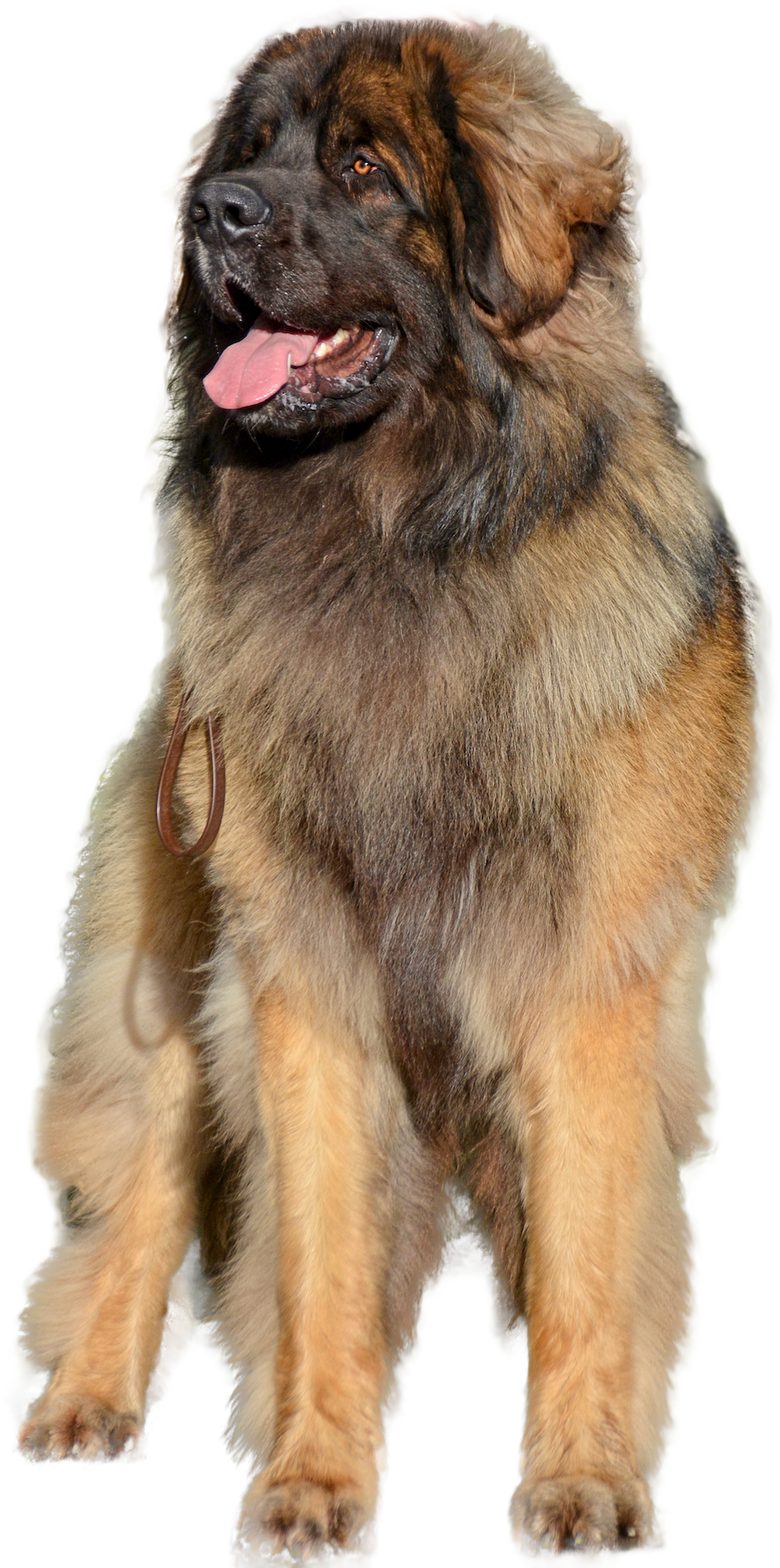 Large fluffy brown-and-black dog standing and panting, isolated on a white background