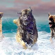 Three shaggy dogs running through ocean surf, splashing water under a pastel sky