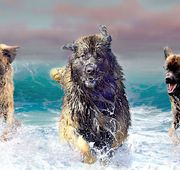 Three wet dogs splashing through ocean surf, with one centered in the foreground