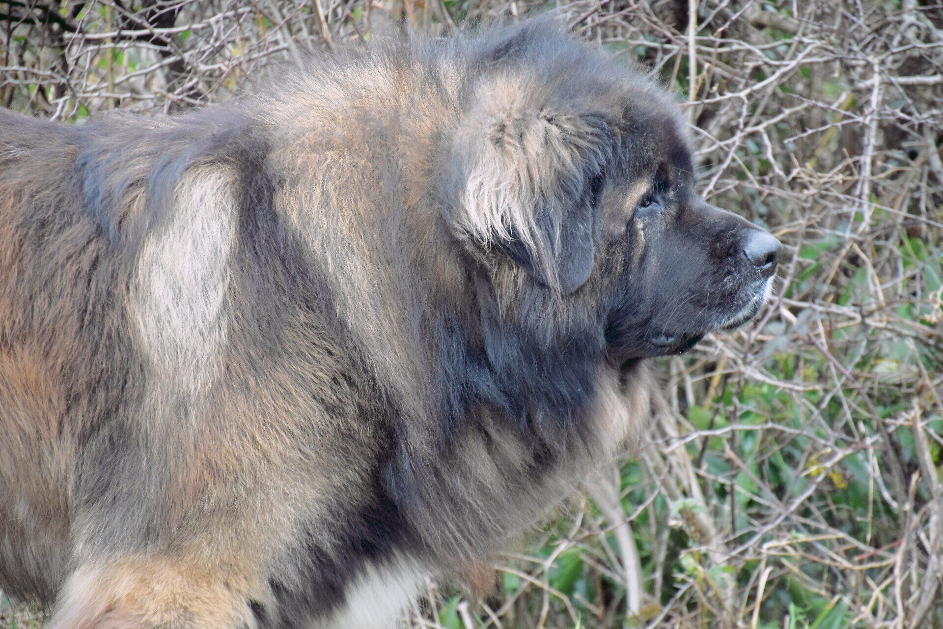 Hillhavenleonbergers leonbergers