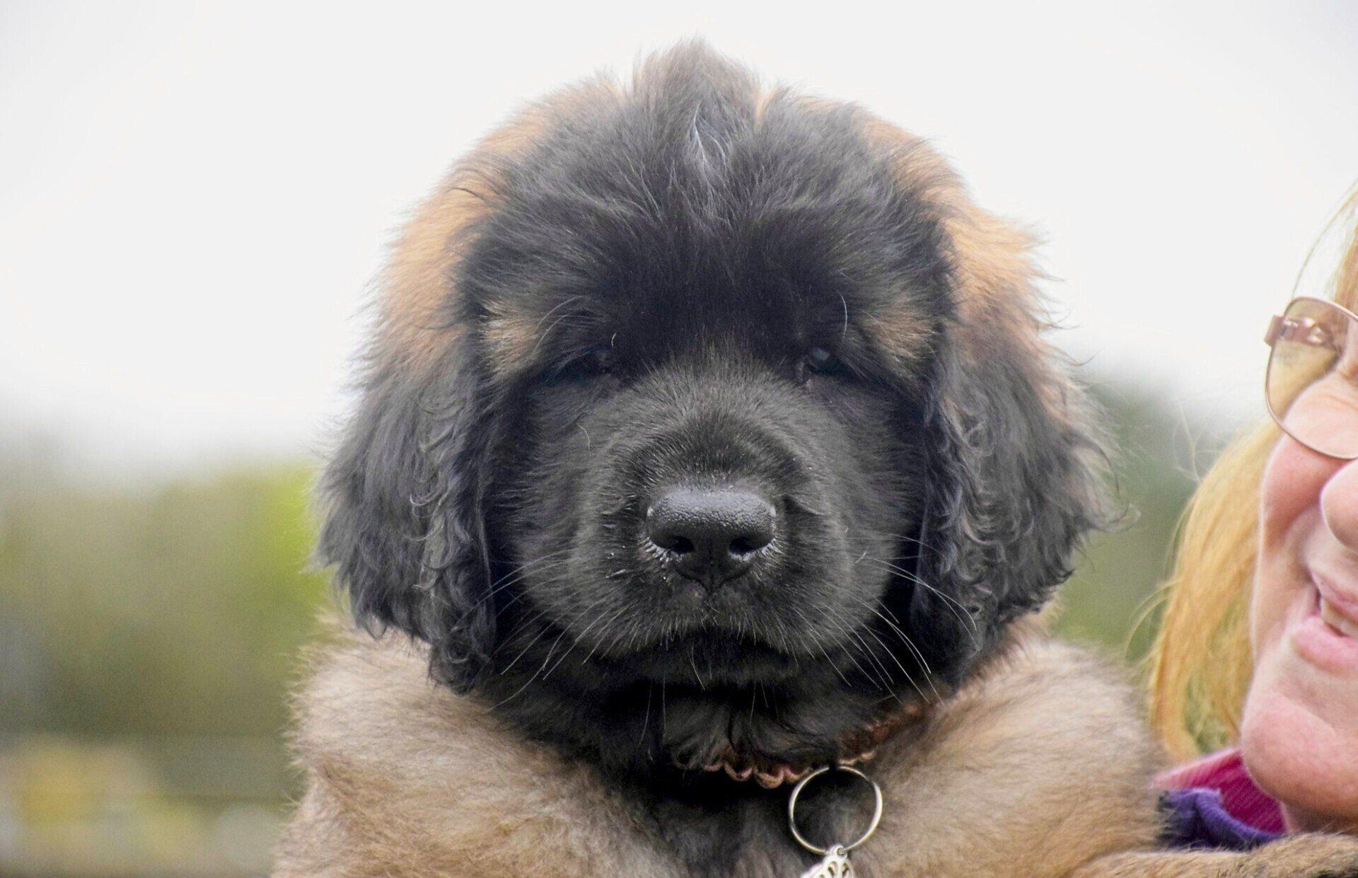 Hillhavenleonbergers leonbergers