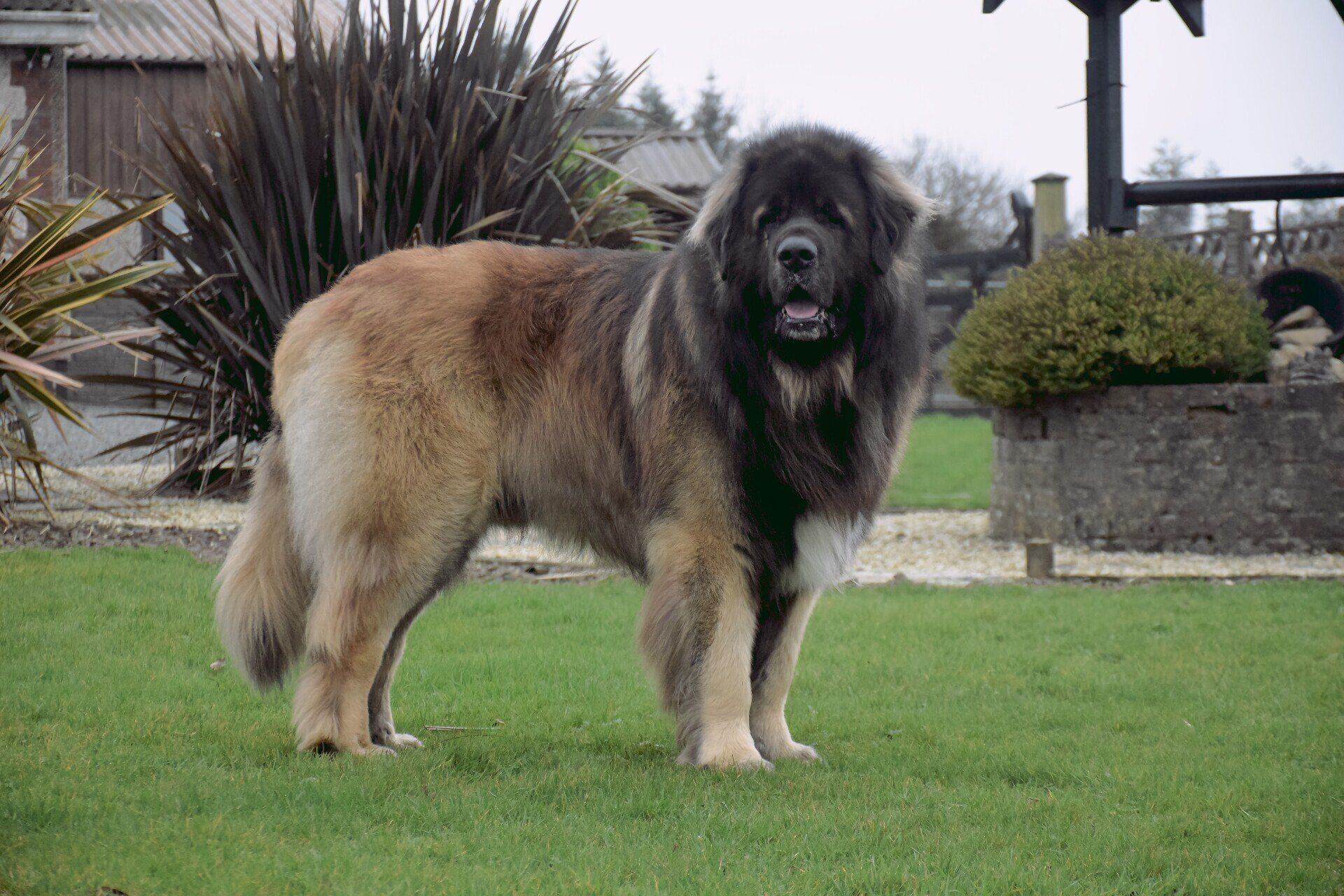 Hillhavenleonbergers leonbergers