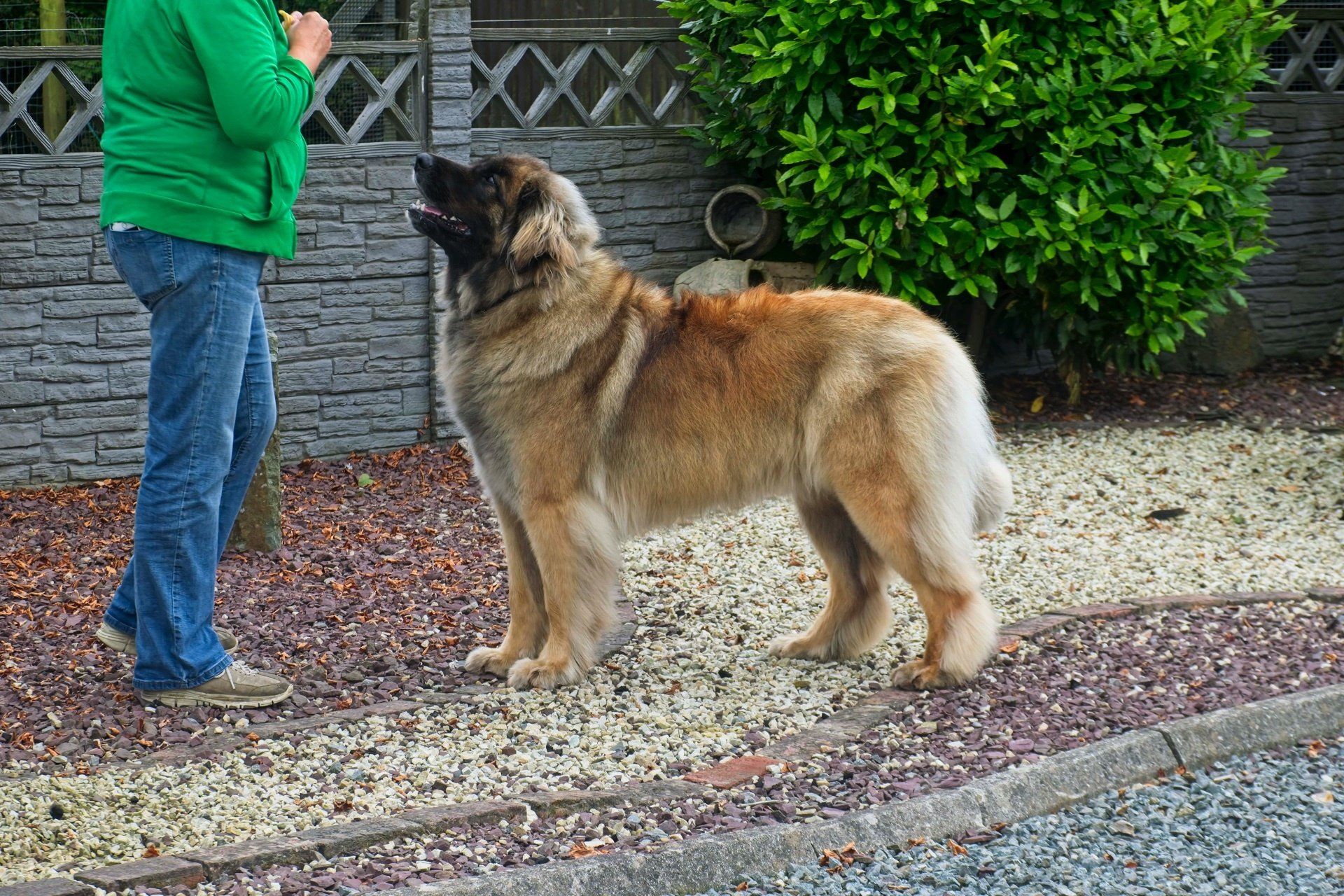 Large tan dog standing on a gravel path beside a person in a green jacket near a hedge