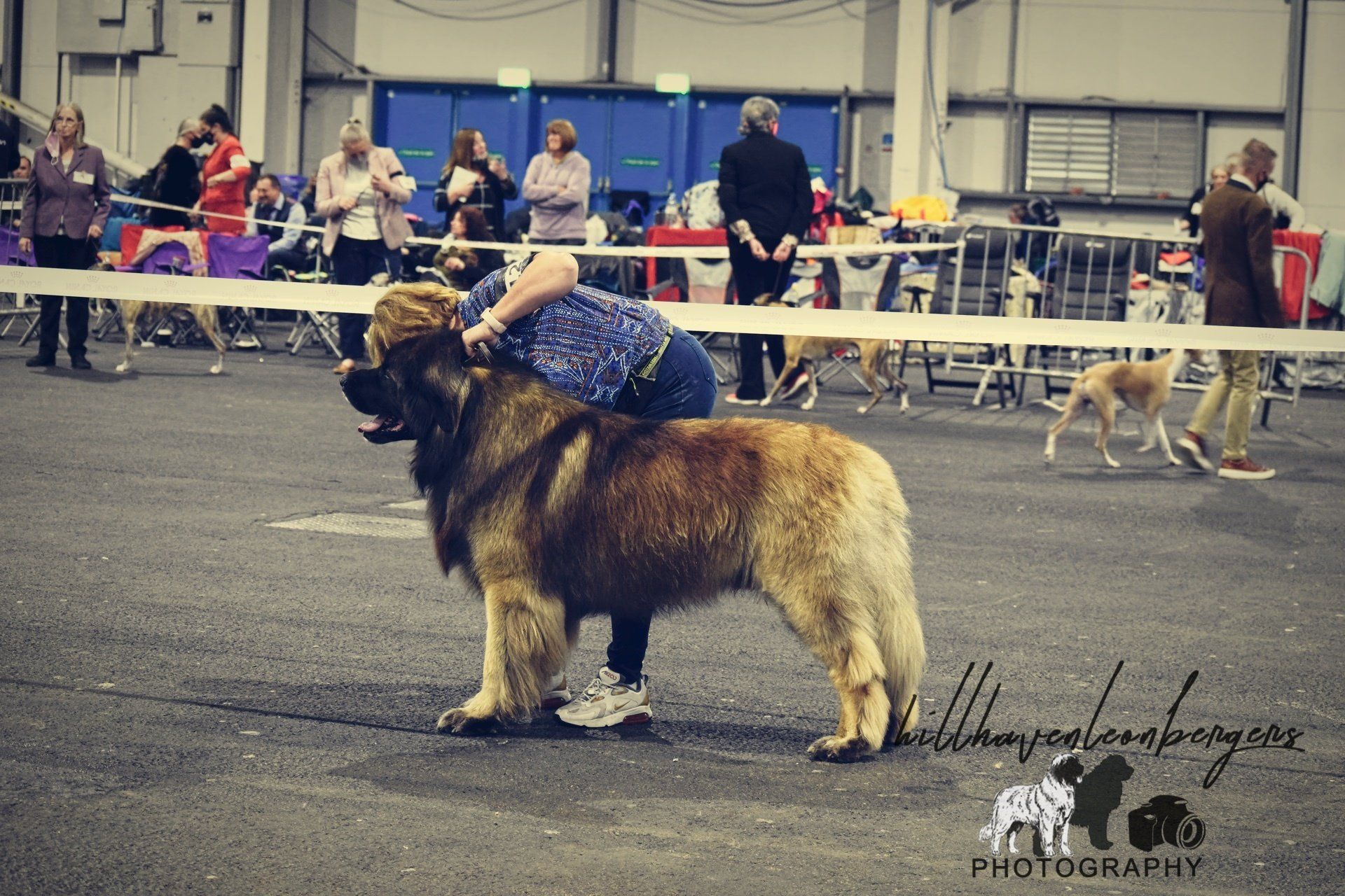 Hillhavenleonbergers leonbergers