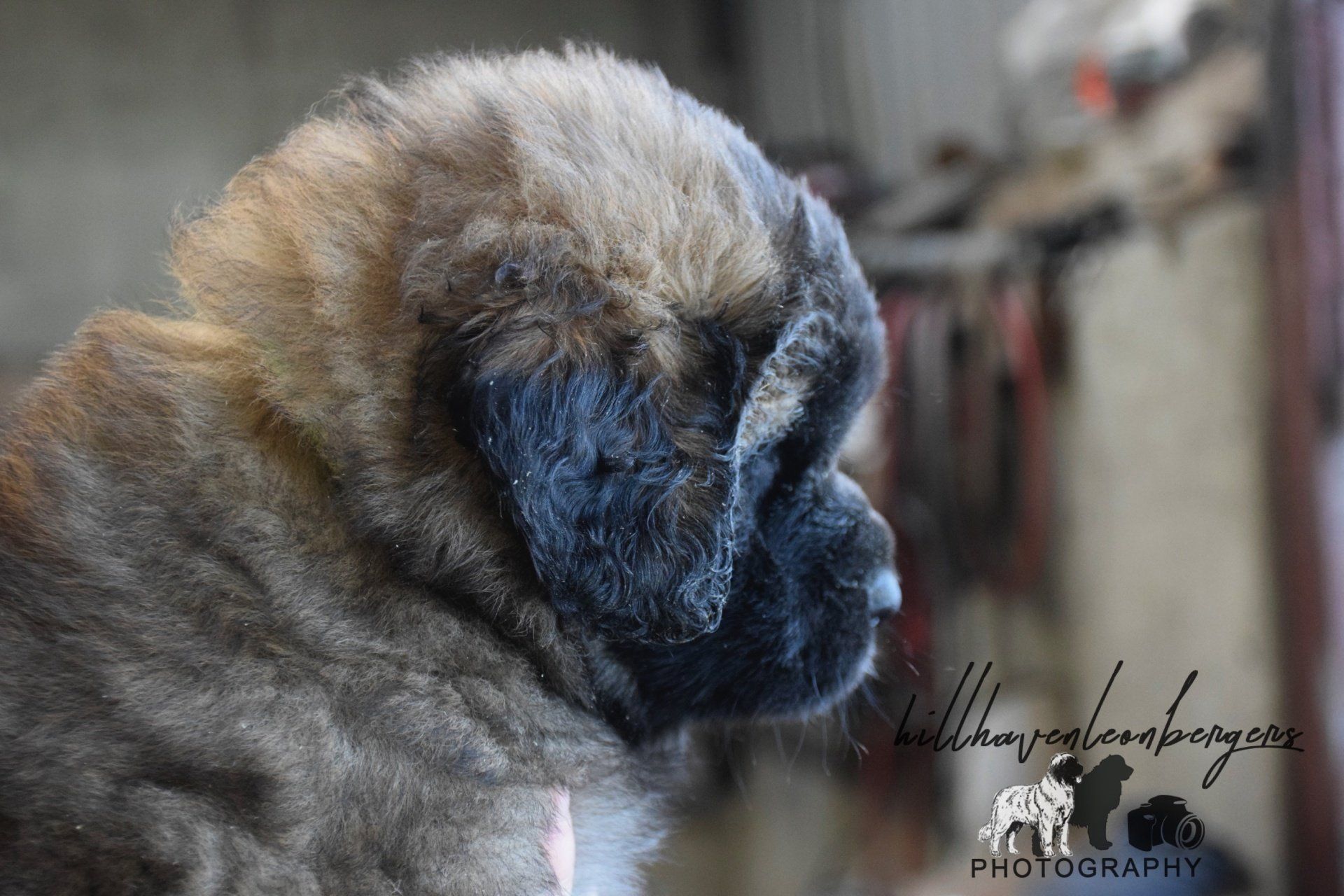 Hillhavenleonbergers leonbergers