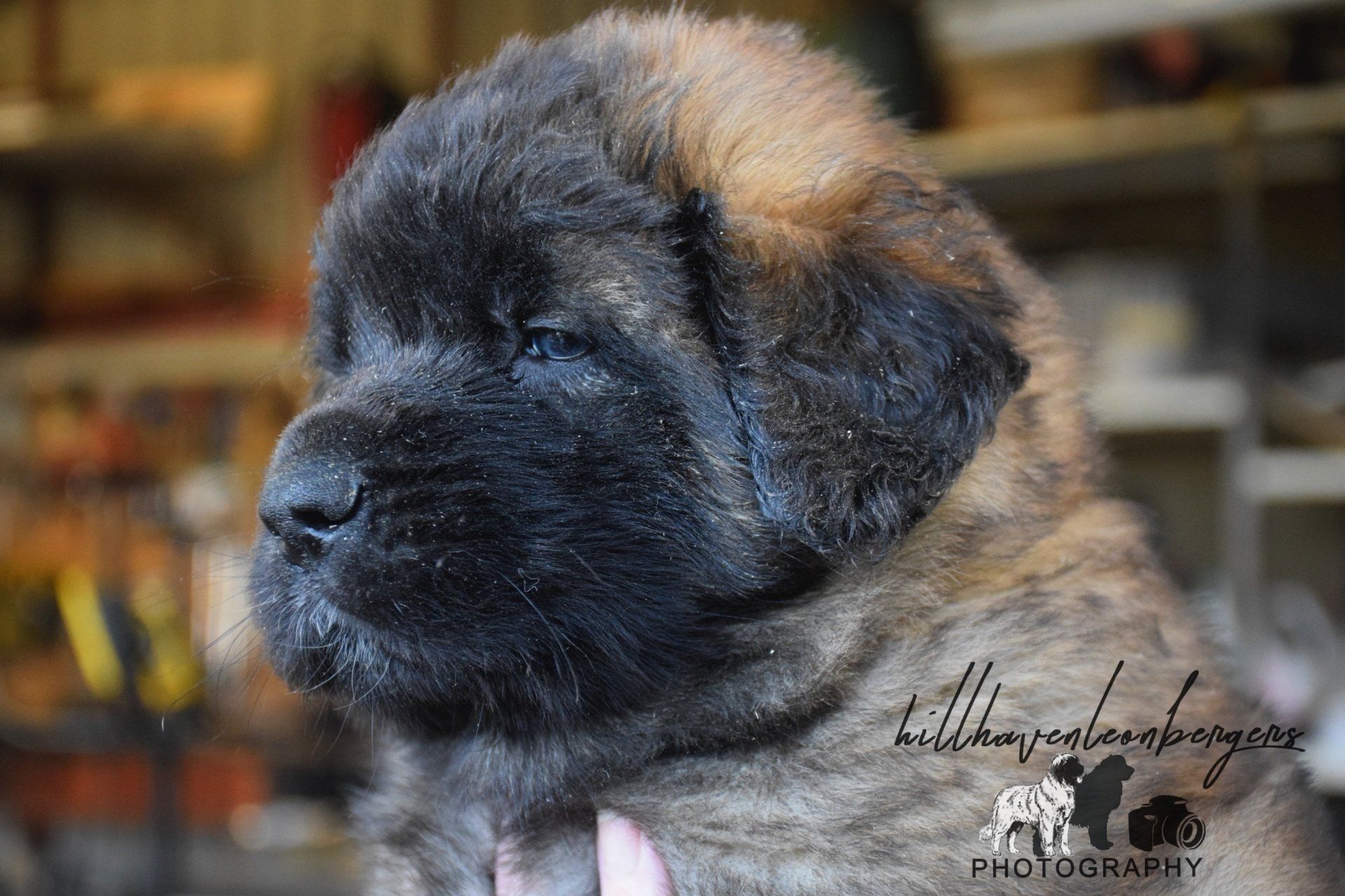 Hillhavenleonbergers leonbergers