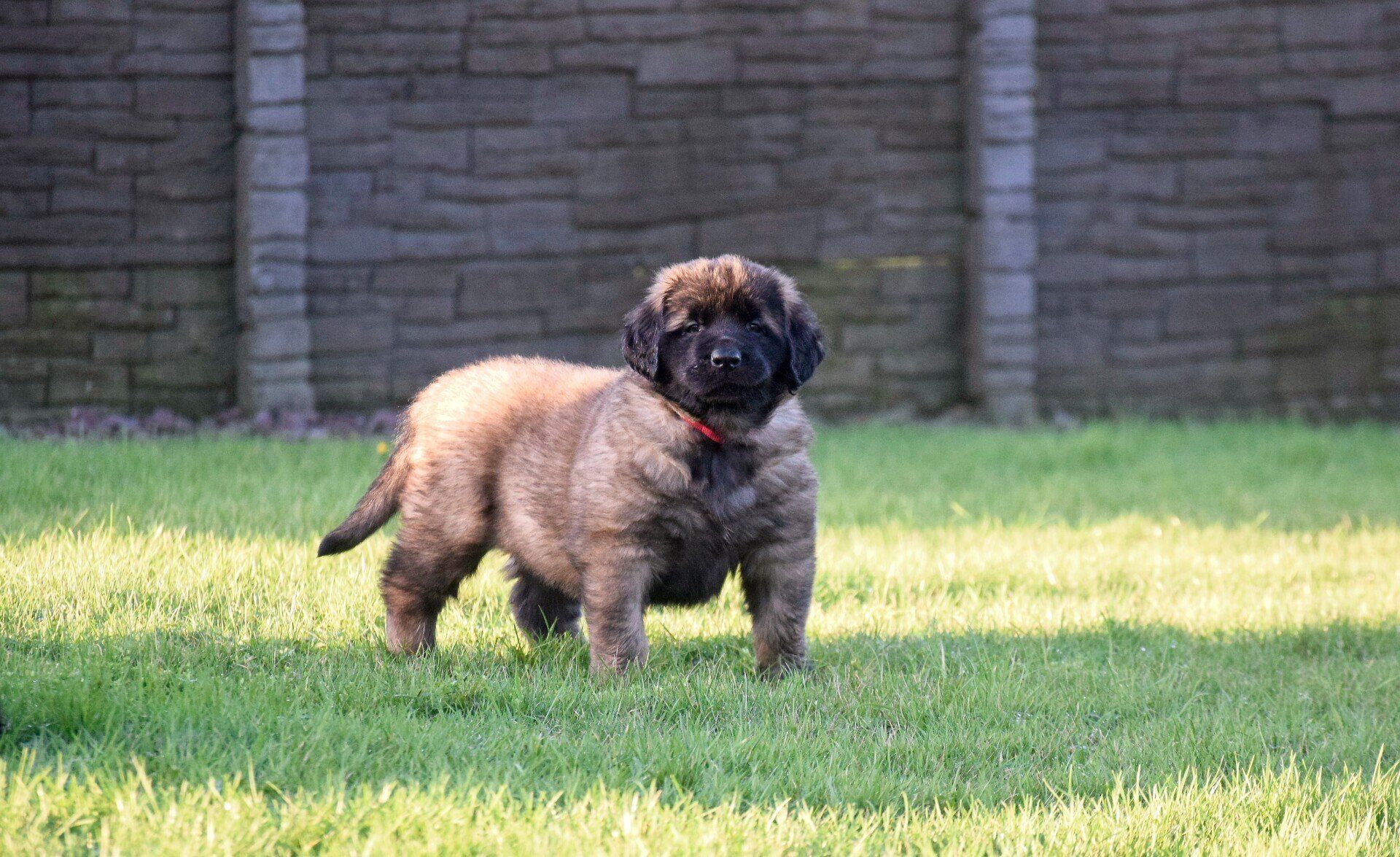 Hillhavenleonbergers leonbergers