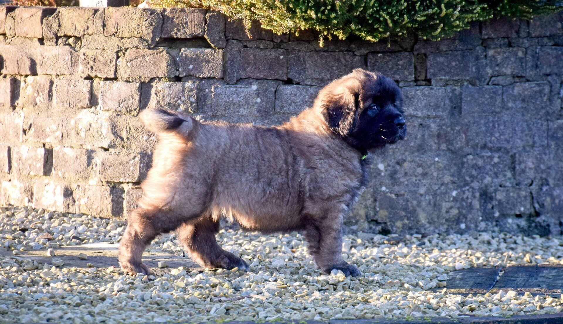 Hillhavenleonbergers leonbergers