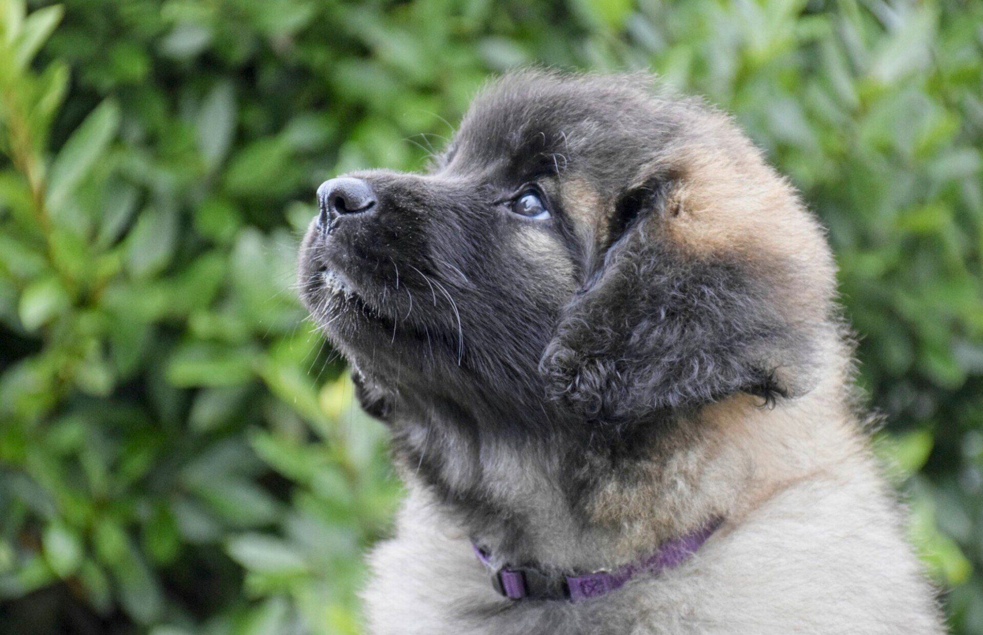 Hillhavenleonbergers leonbergers
