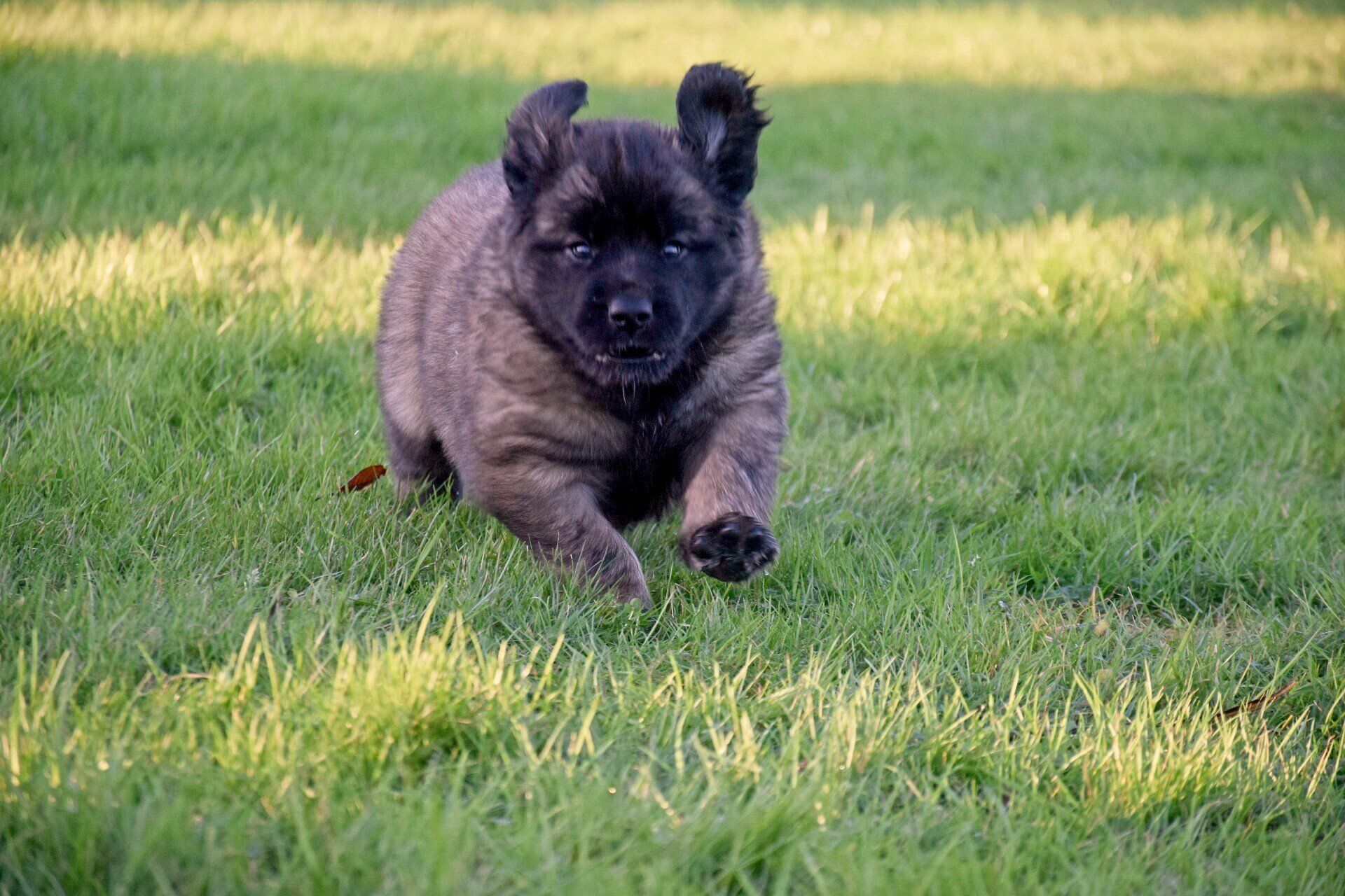 Hillhavenleonbergers leonbergers