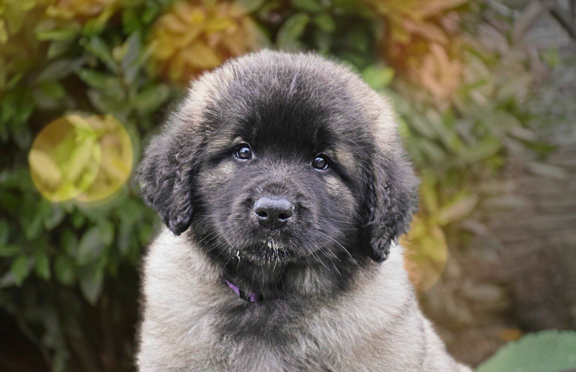 Hillhavenleonbergers leonbergers