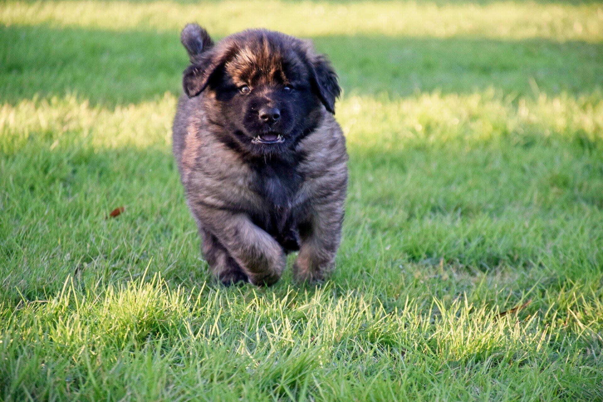 Hillhavenleonbergers leonbergers