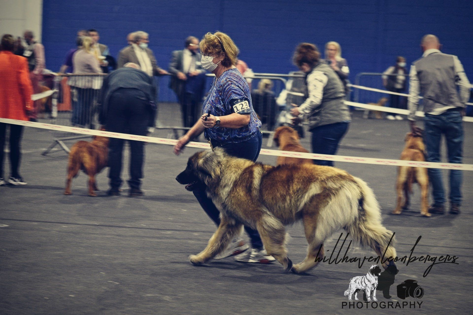 People handling large dogs in a show ring, with spectators in the background