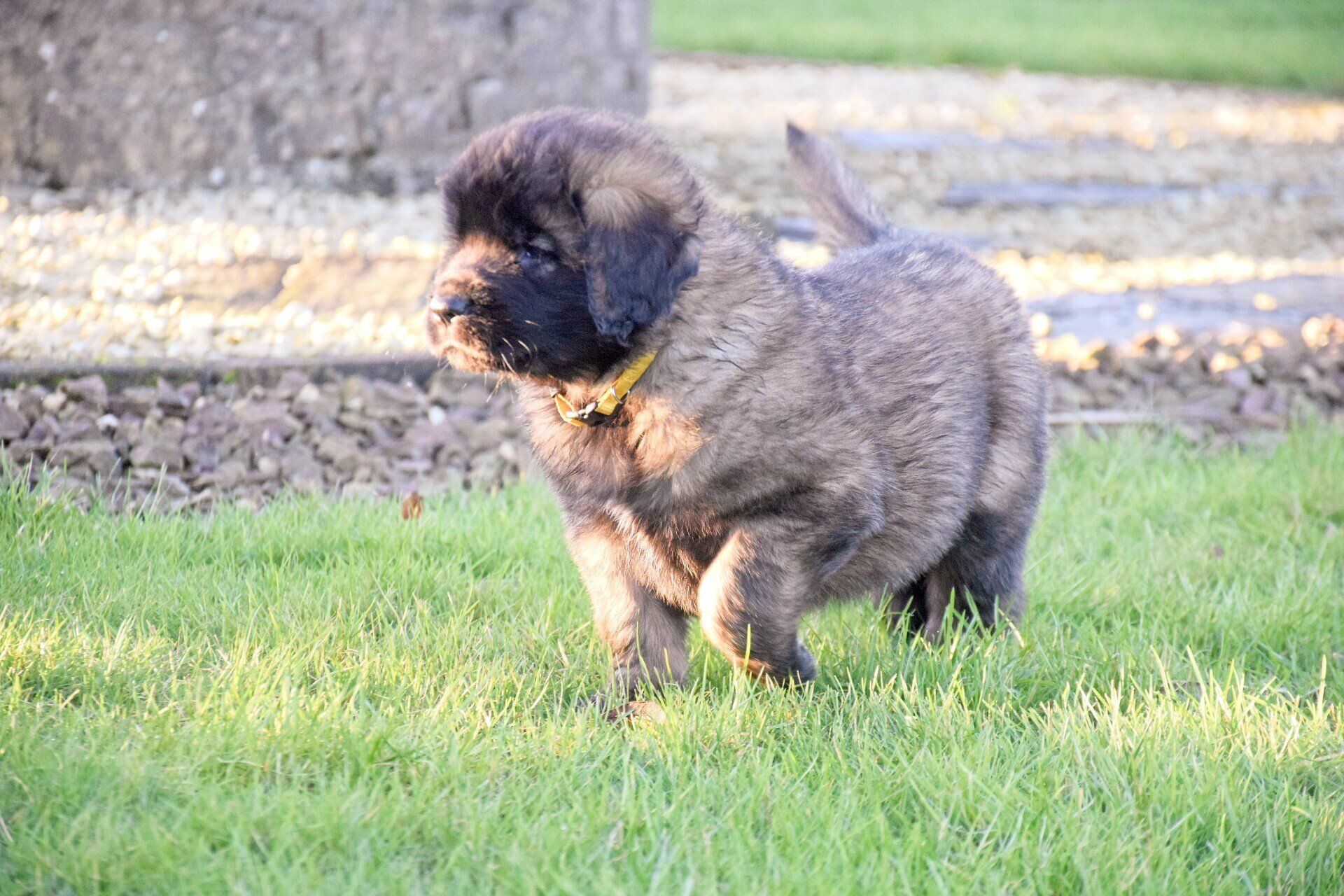 Hillhavenleonbergers leonbergers