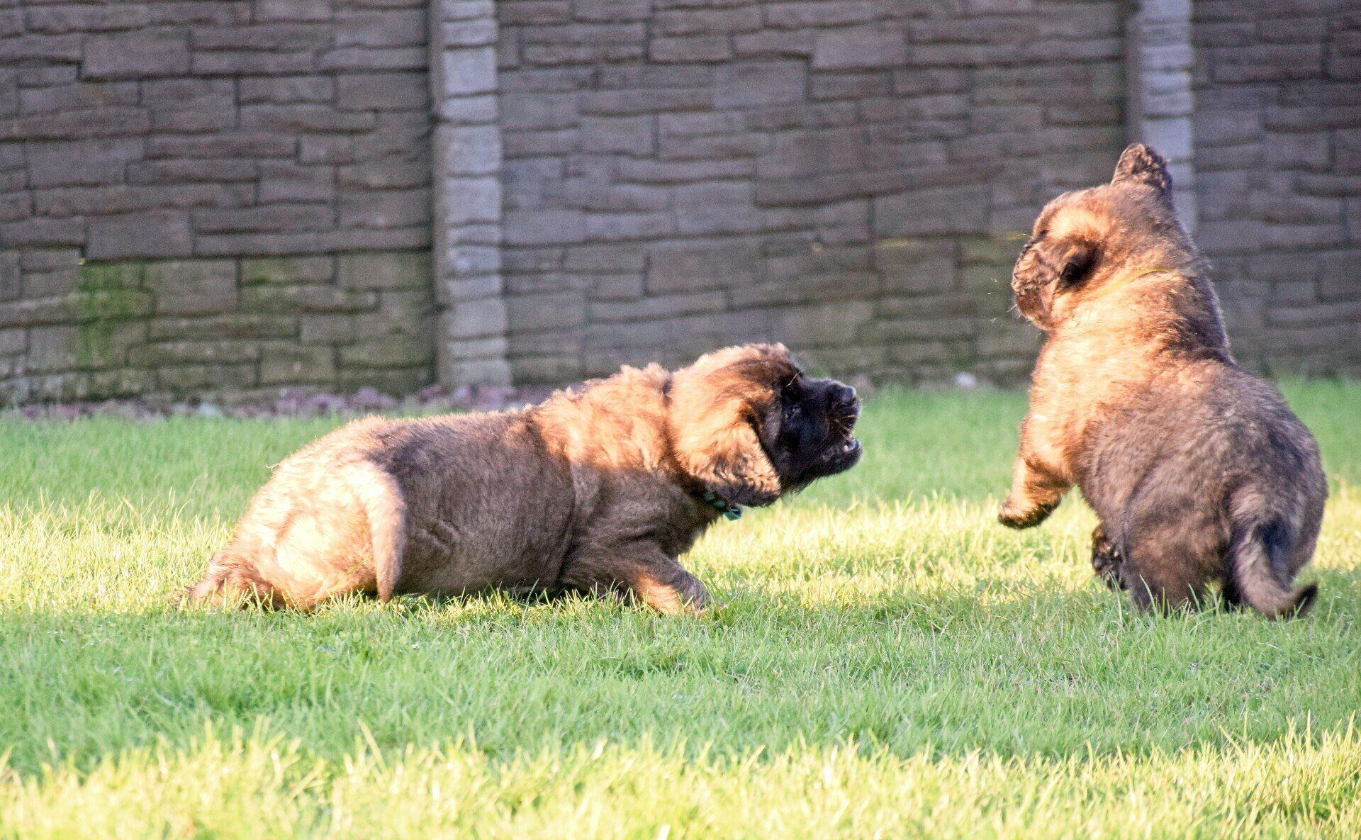 Hillhavenleonbergers leonbergers