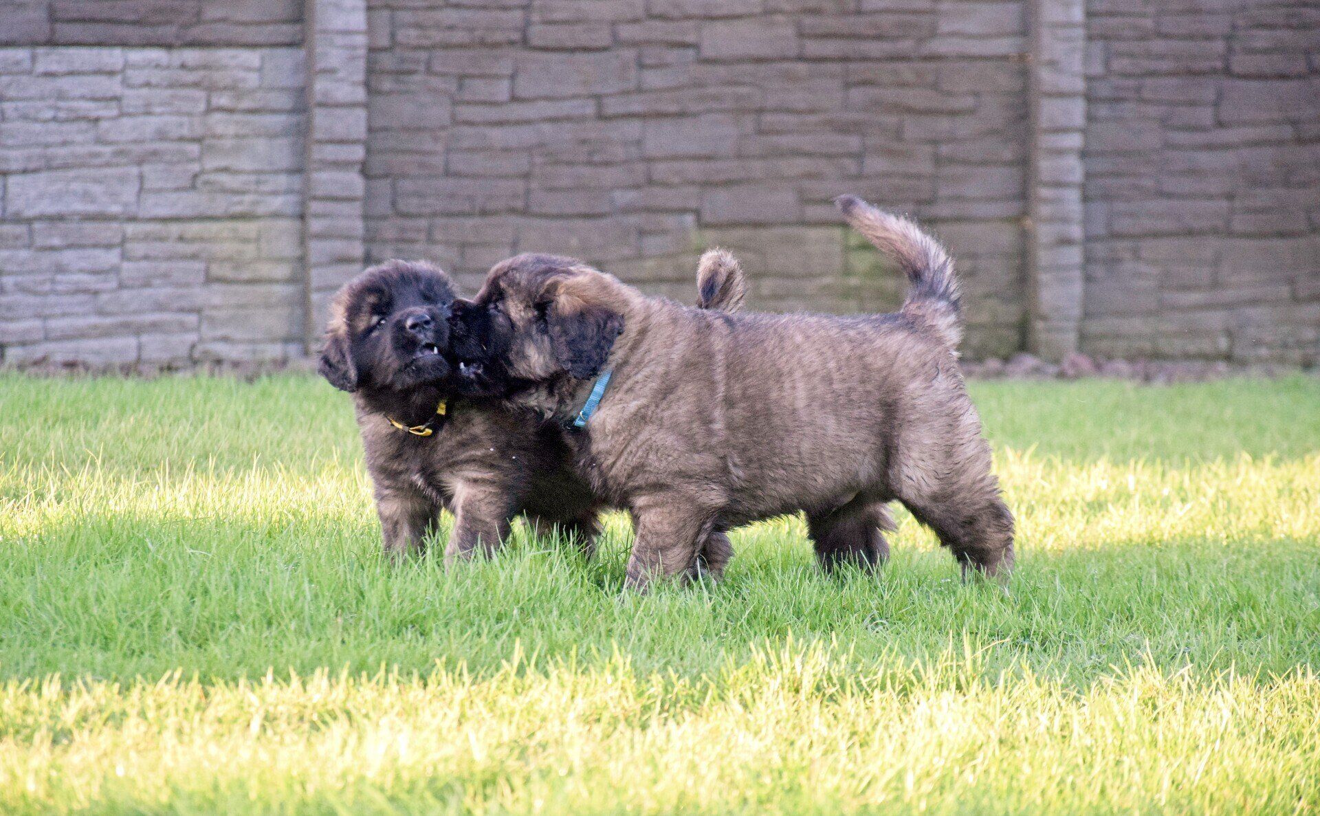Hillhavenleonbergers leonbergers