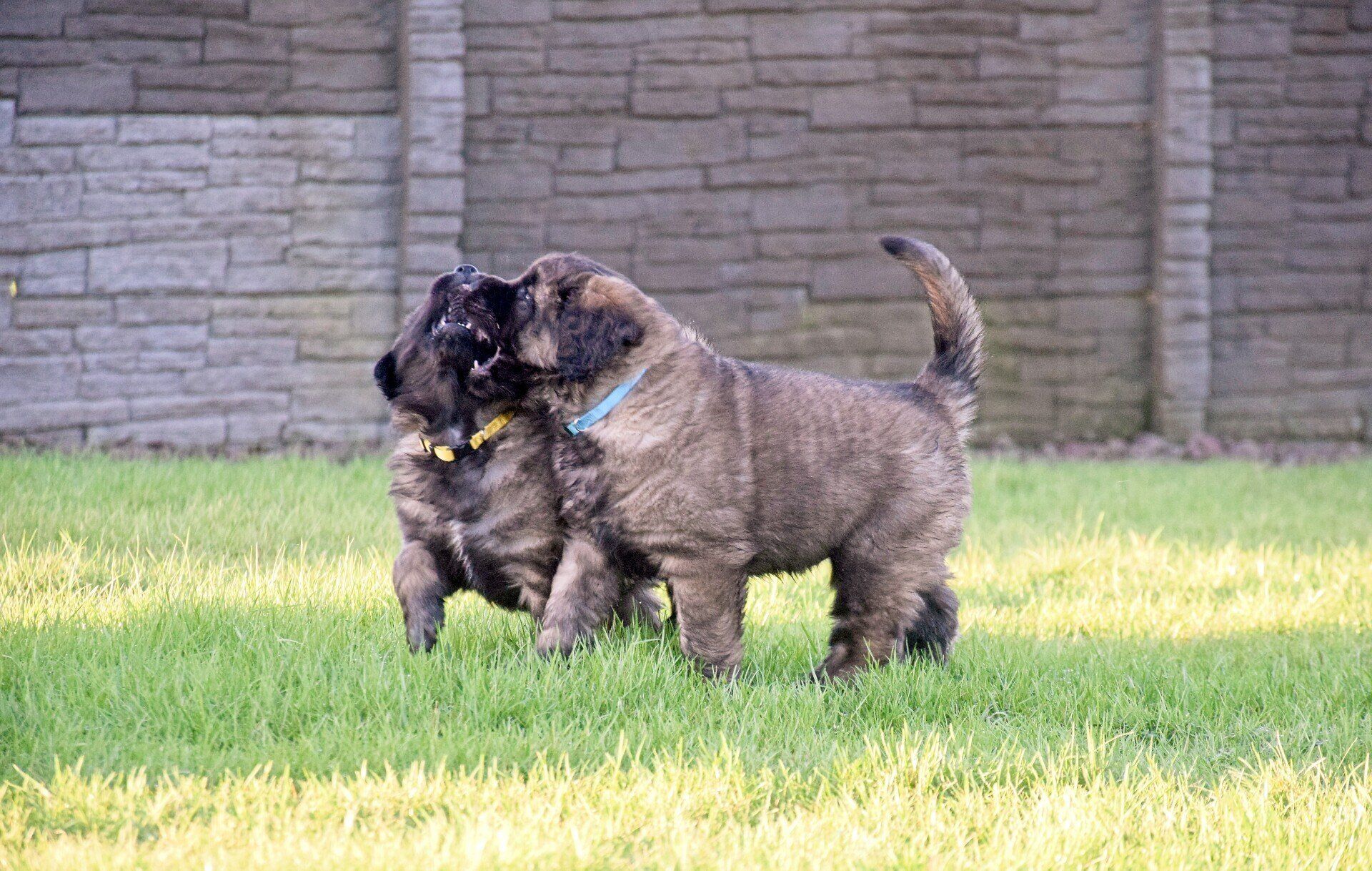 Hillhavenleonbergers leonbergers