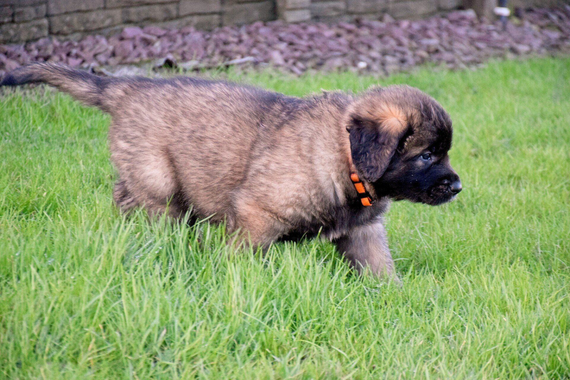 Hillhavenleonbergers leonbergers