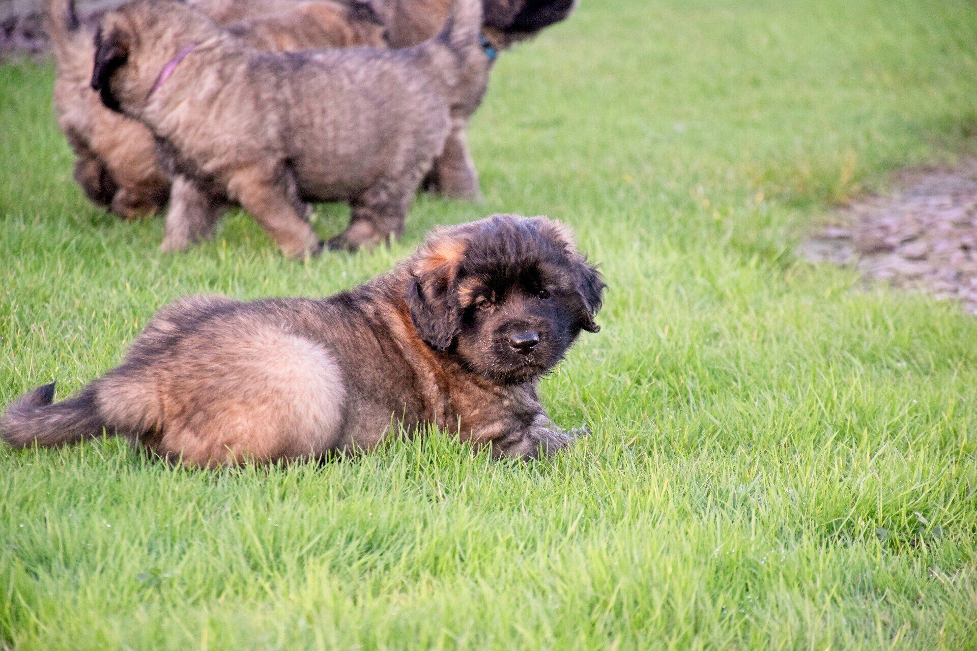 Hillhavenleonbergers leonbergers